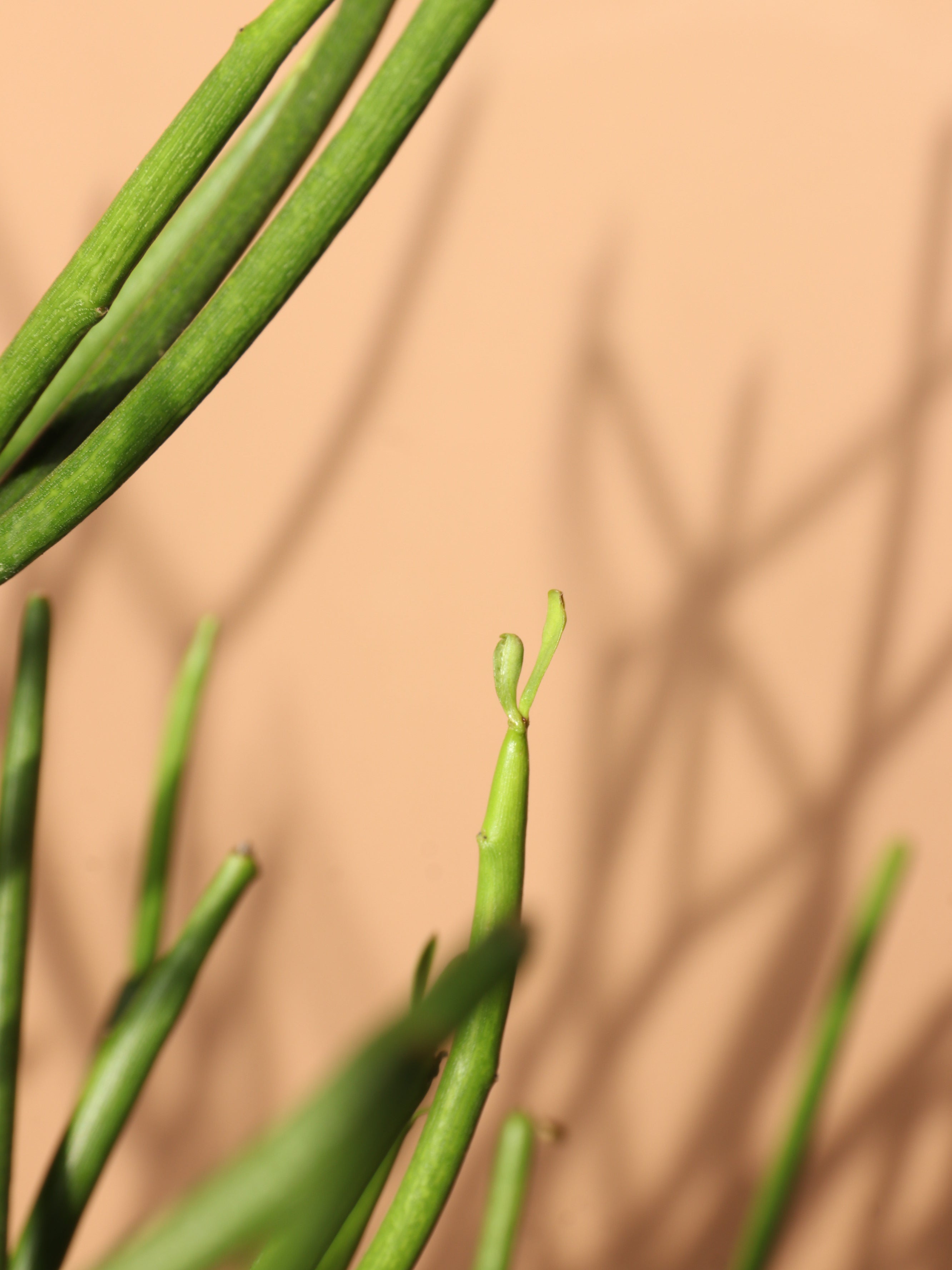 Medium Pencil Cactus