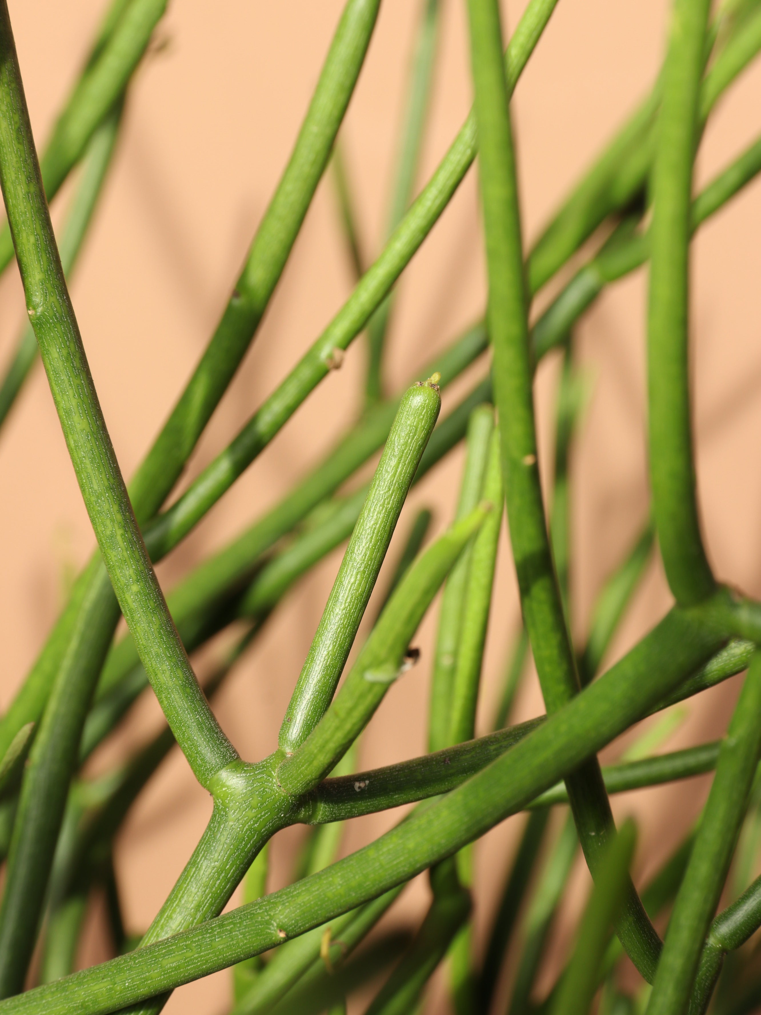 Medium Pencil Cactus