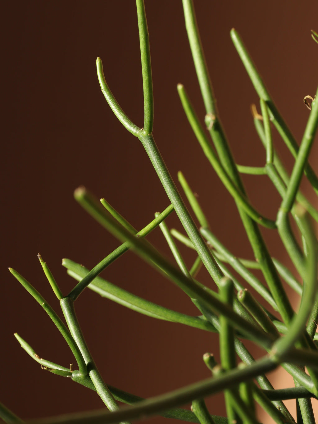 Medium Pencil Cactus