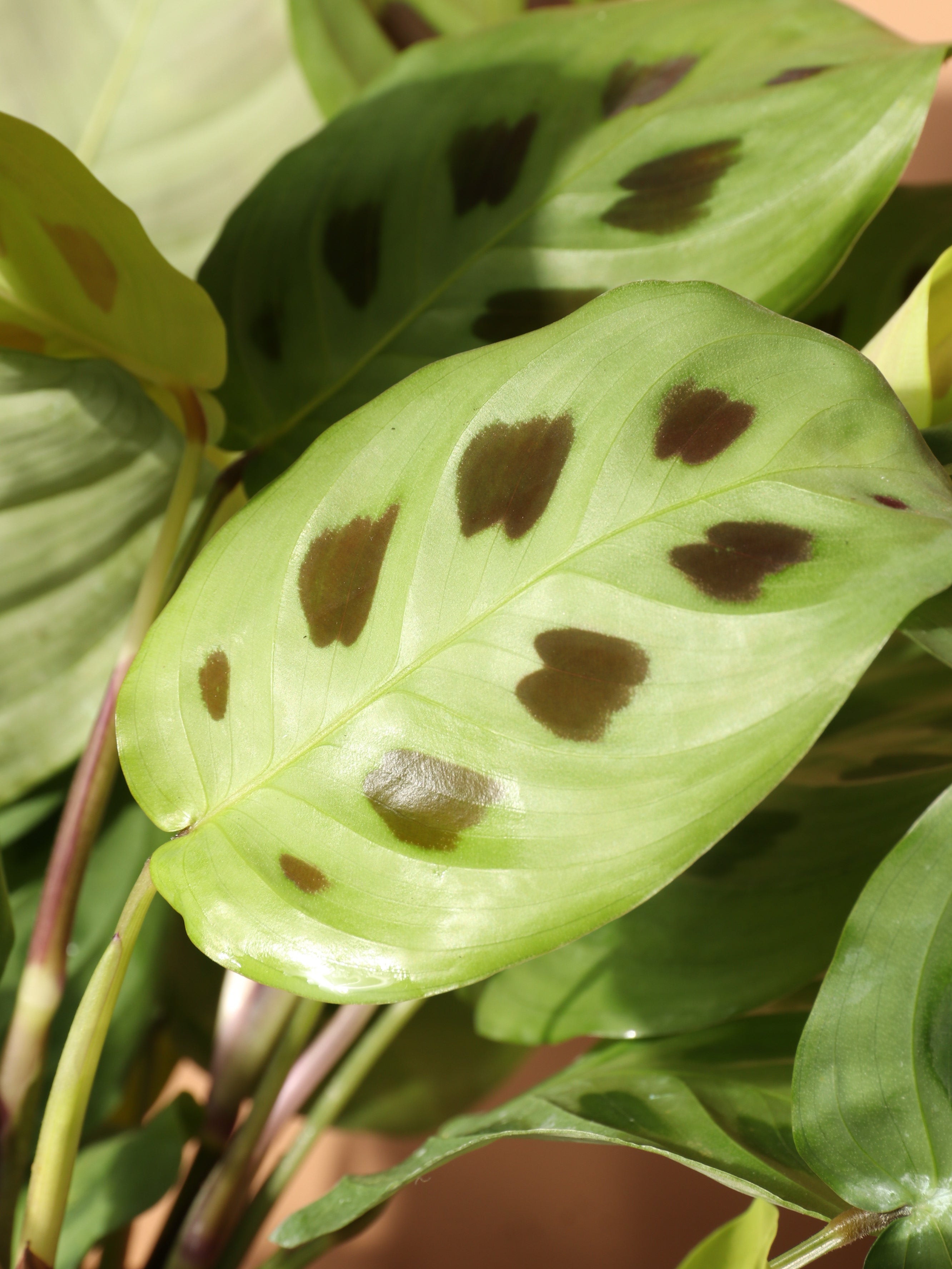 Medium Maranta Leuconeura