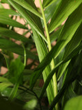 Large Parlor Palm
