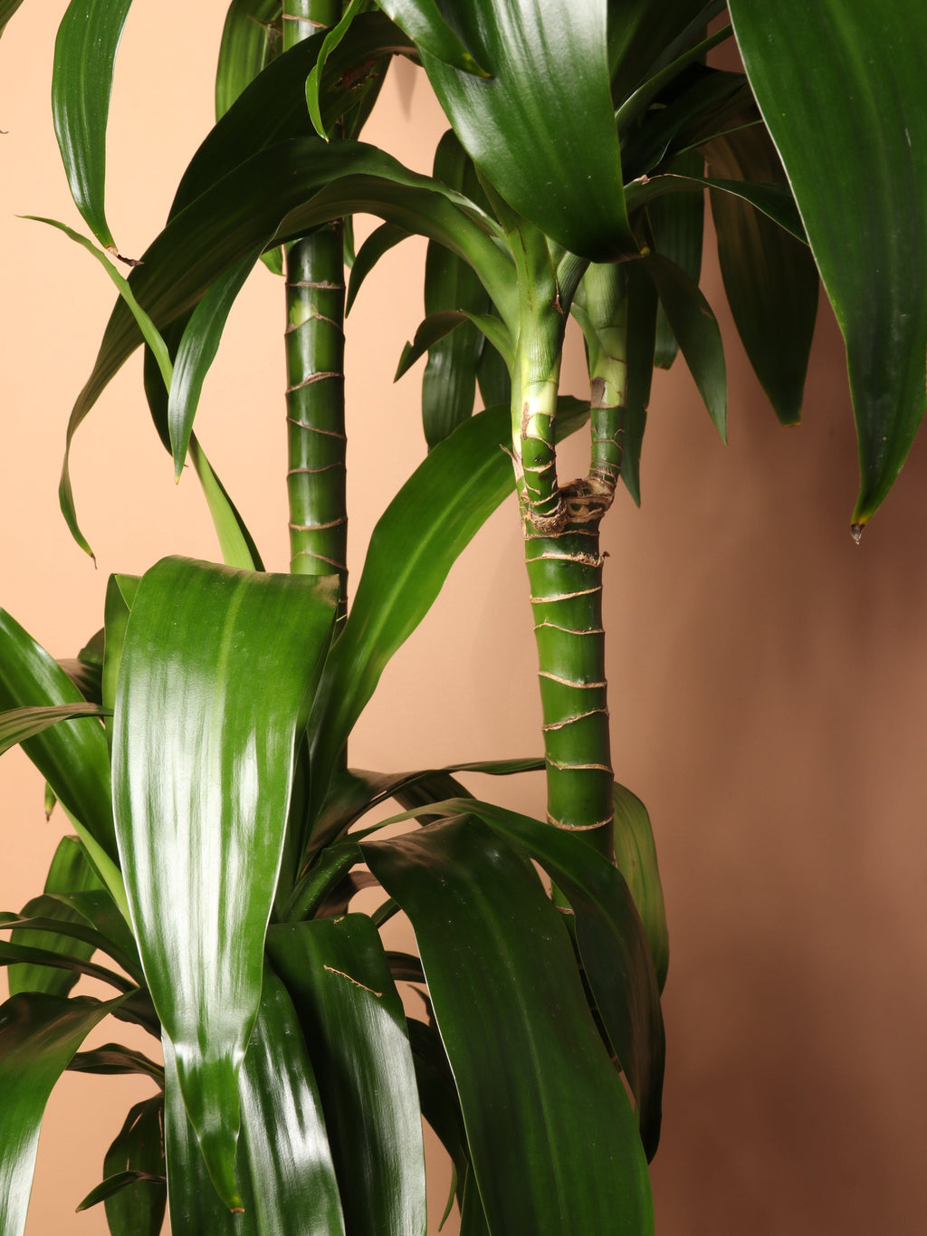 Extra Large Lisa Cane