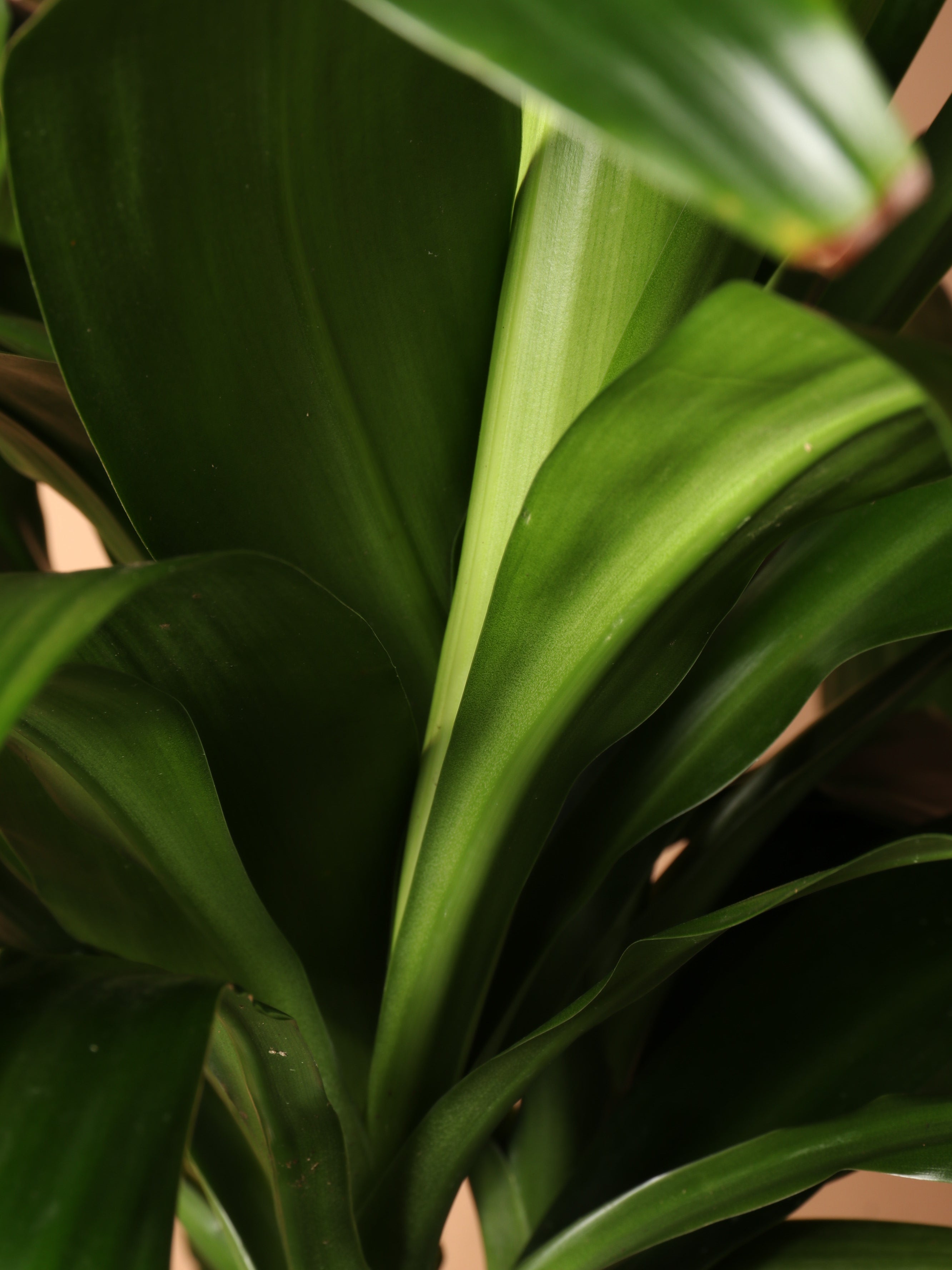 Extra Large Lisa Cane