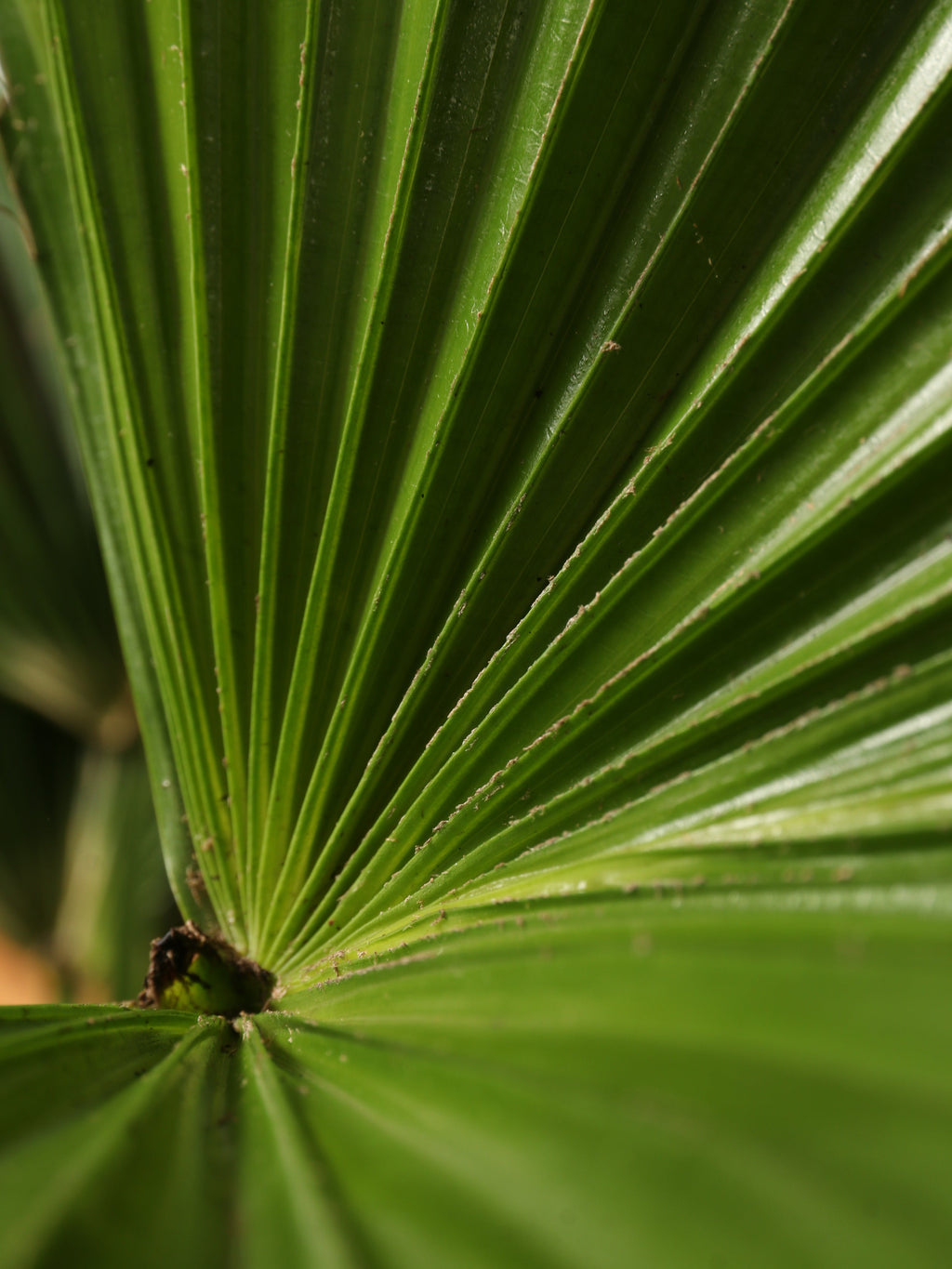 Extra Large Chinese Fan Palm