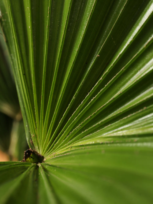 Extra Large Chinese Fan Palm