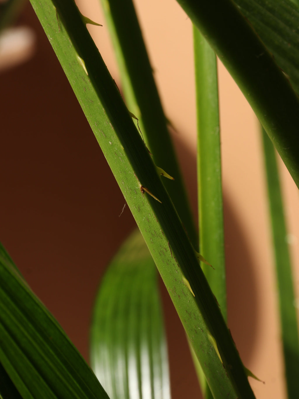 Extra Large Chinese Fan Palm