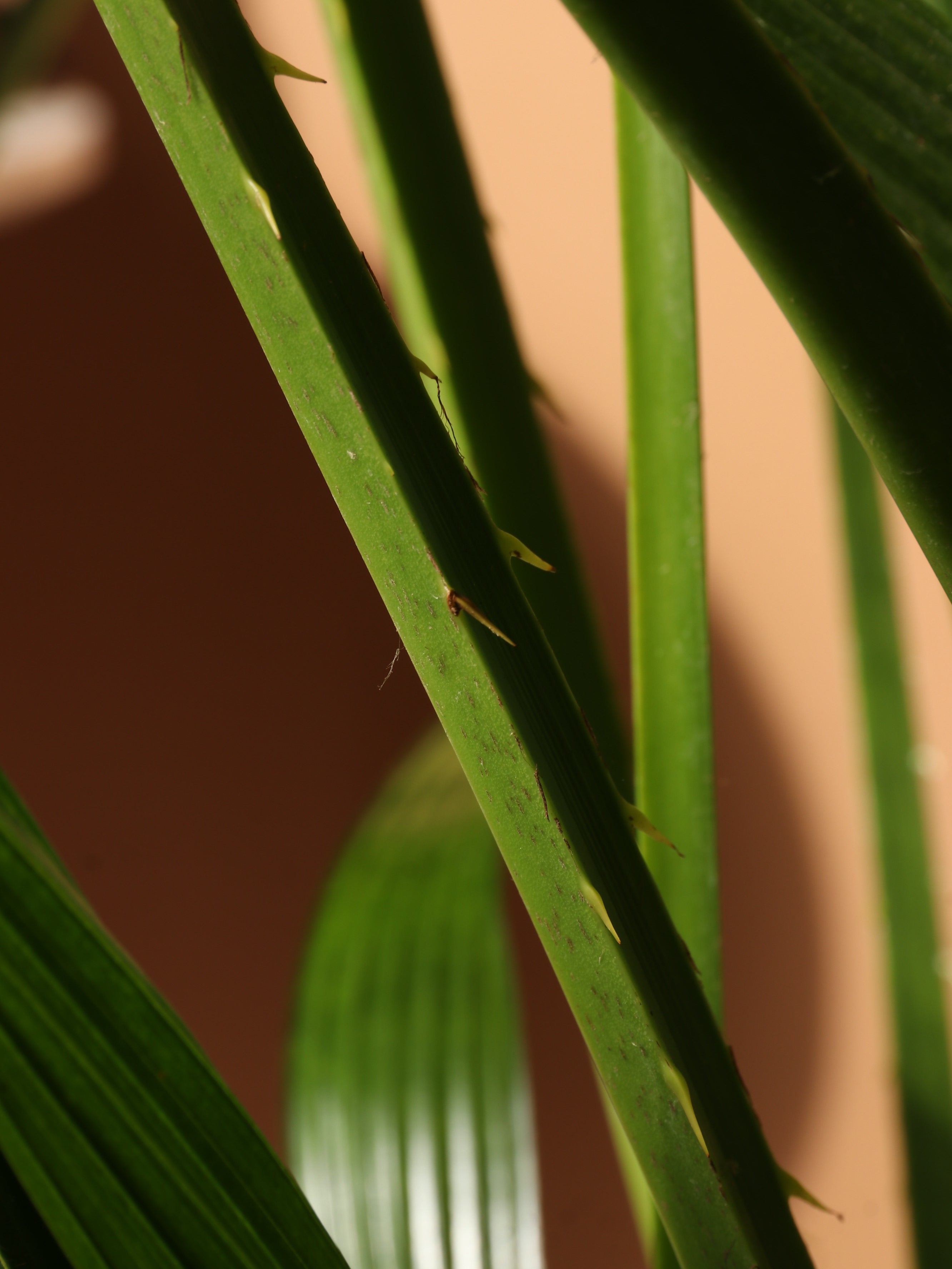 Extra Large Chinese Fan Palm