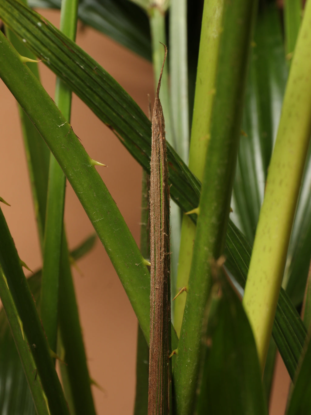 Extra Large Chinese Fan Palm
