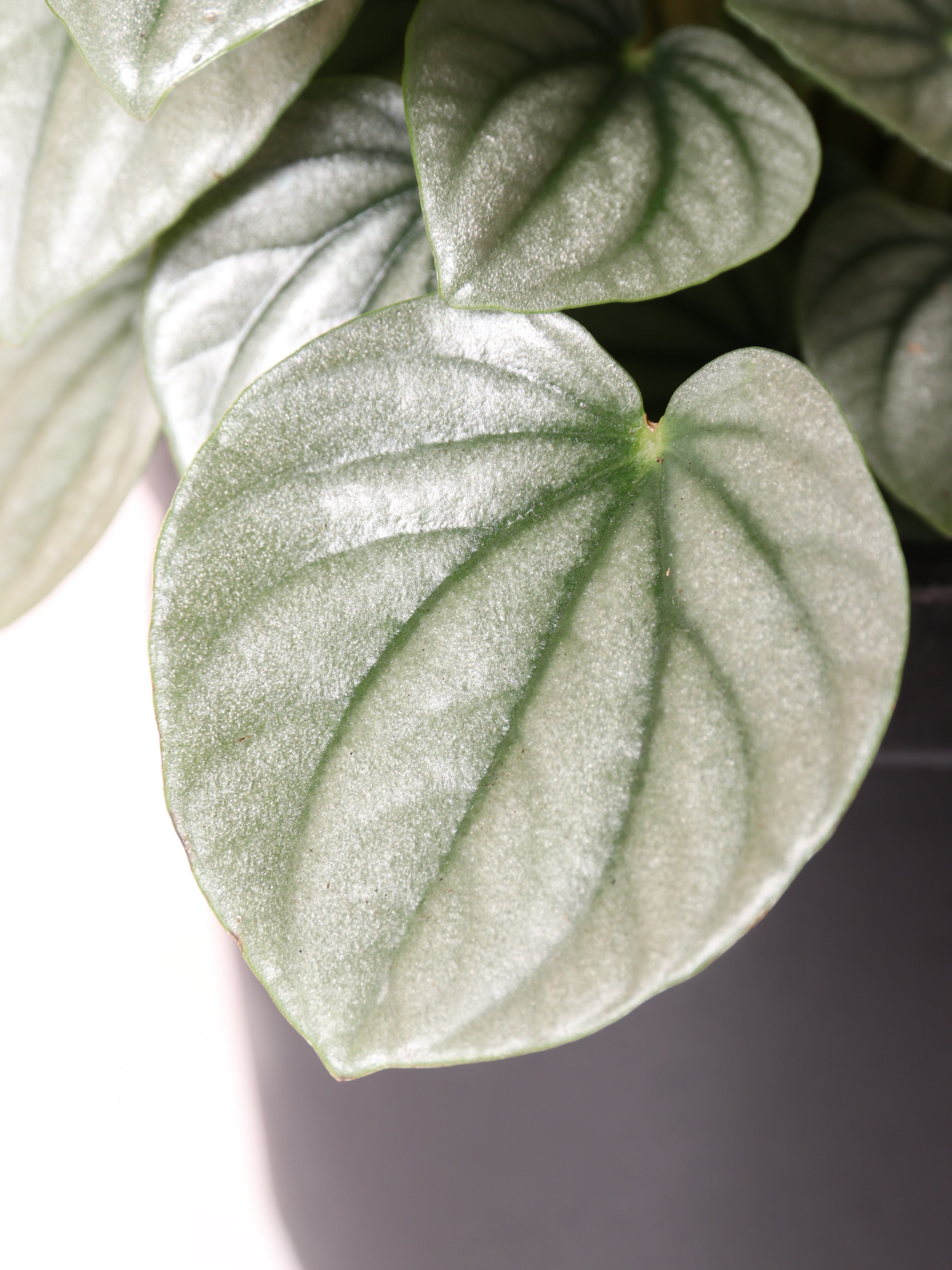 Medium Peperomia 'silver ripple'