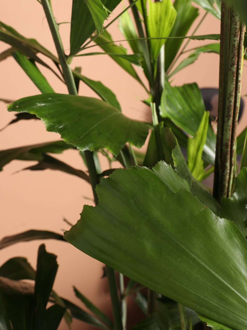 Full Size Fishtail Palm