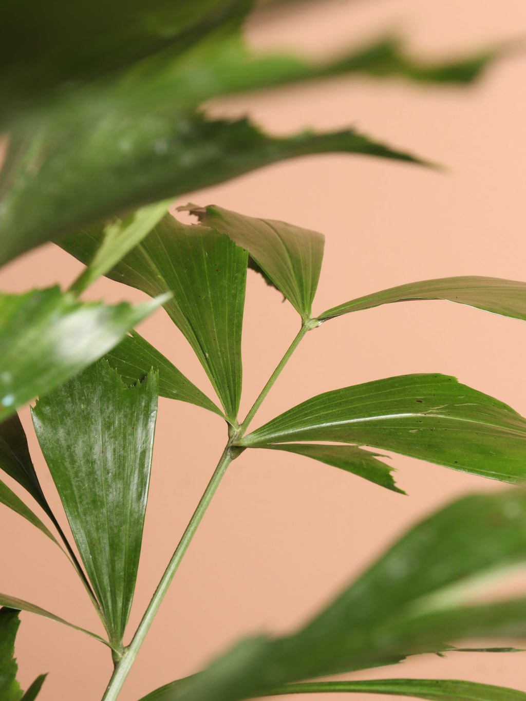 Full Size Fishtail Palm