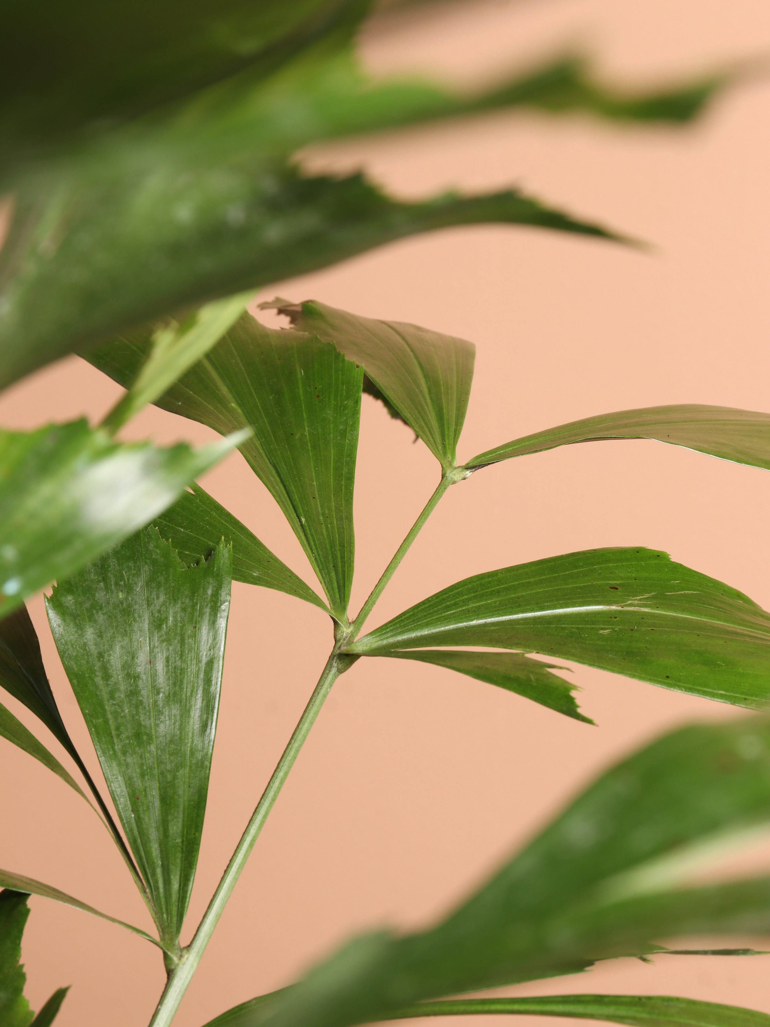 Full Size Fishtail Palm