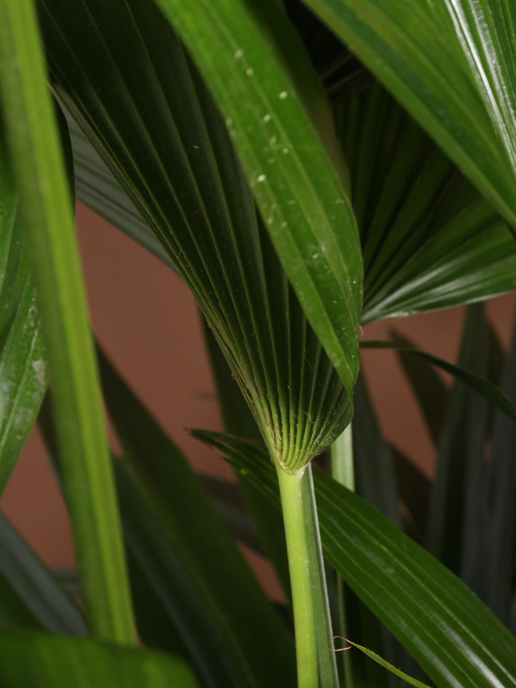 Full Size Chinese Fan Palm