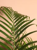 Full Size Areca Palm