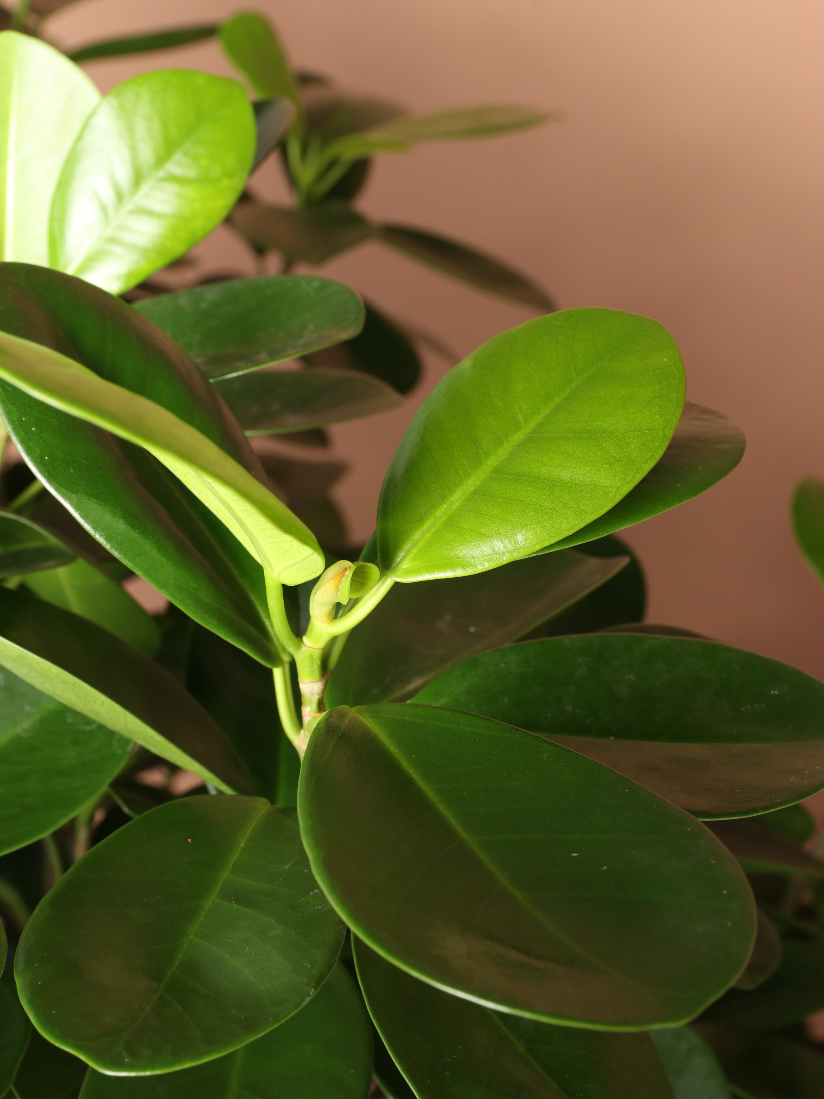 Full Size Ficus Danielle