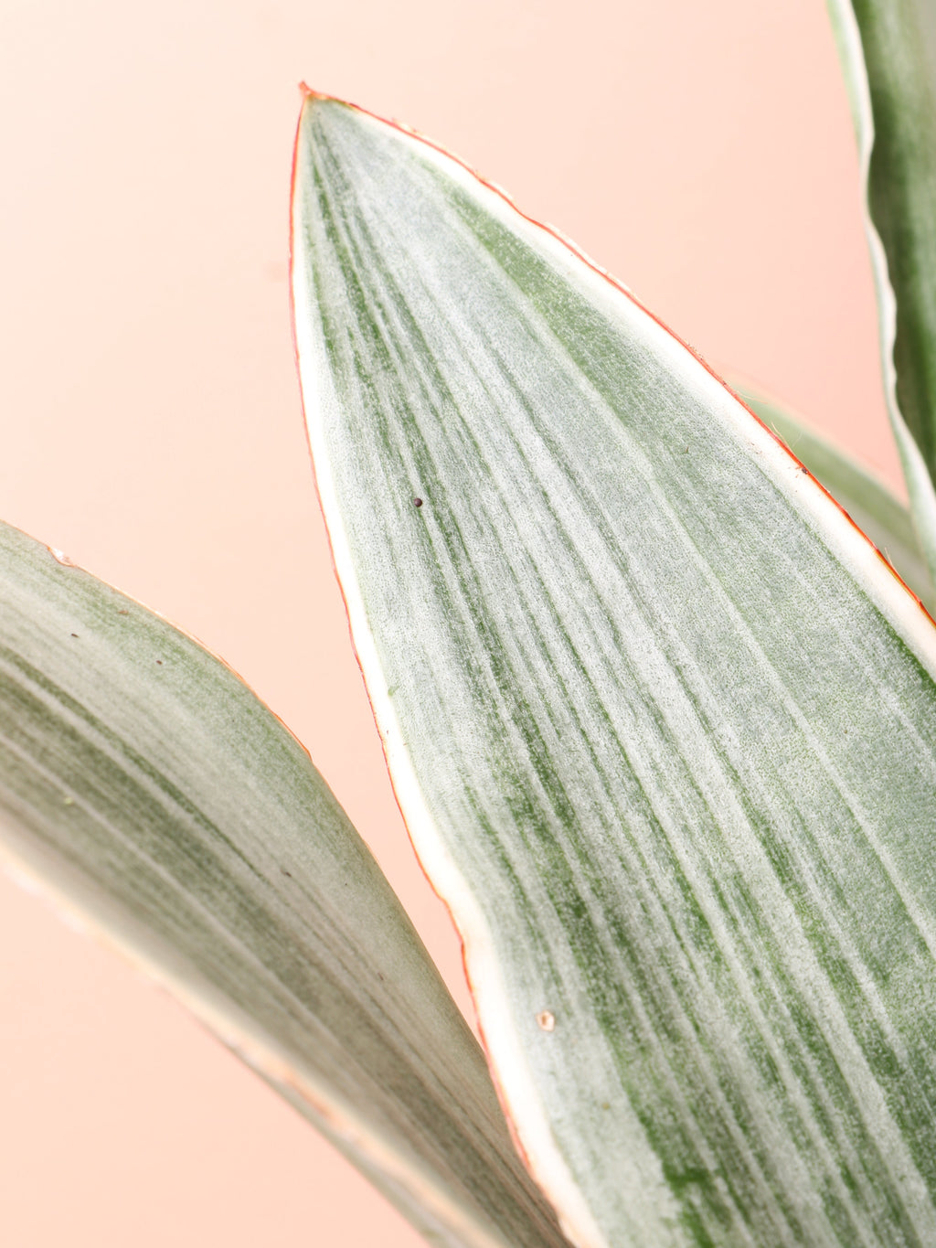 Medium Snake Plant 'Sayuri'