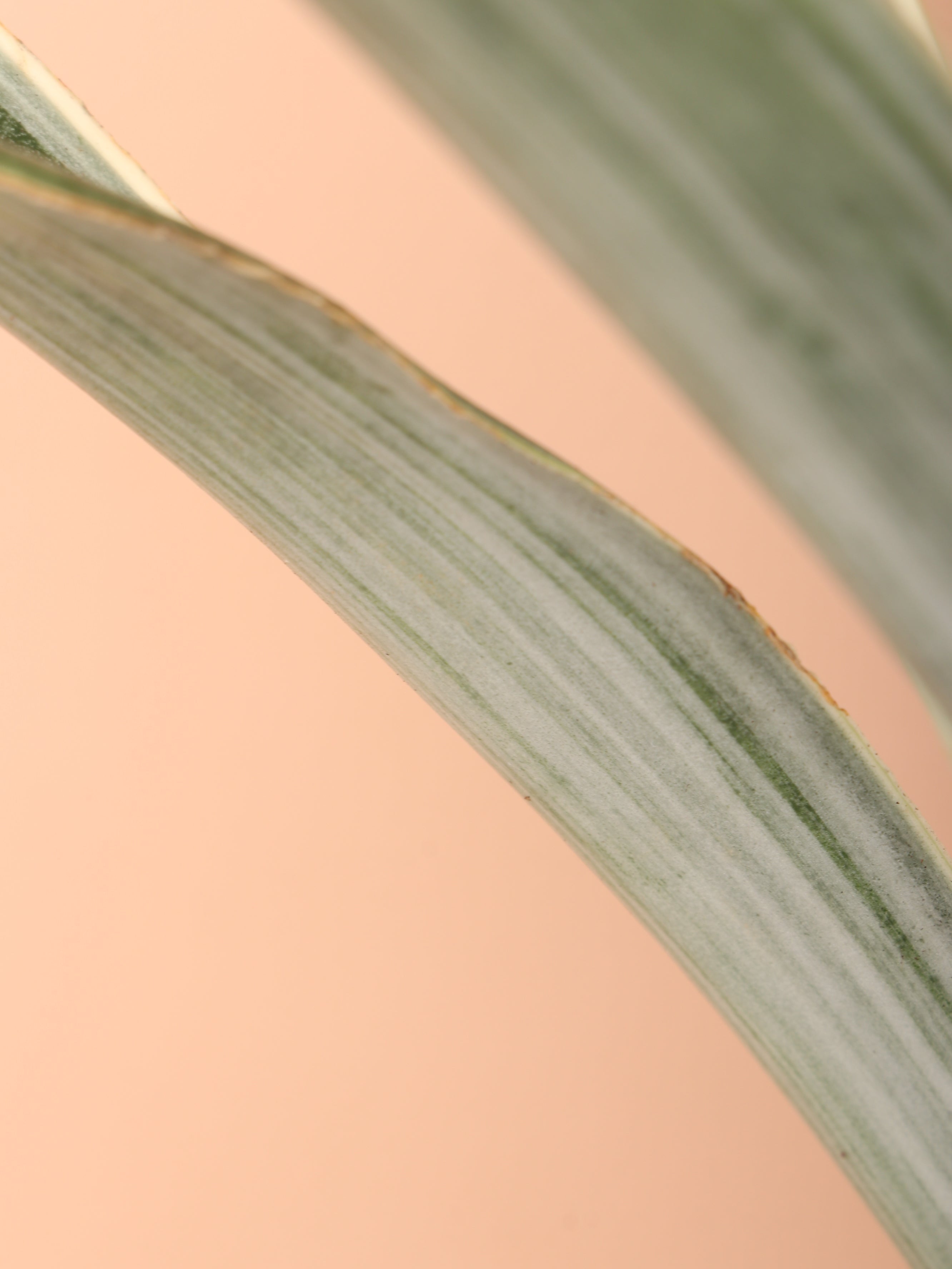 Medium Snake Plant 'Sayuri'