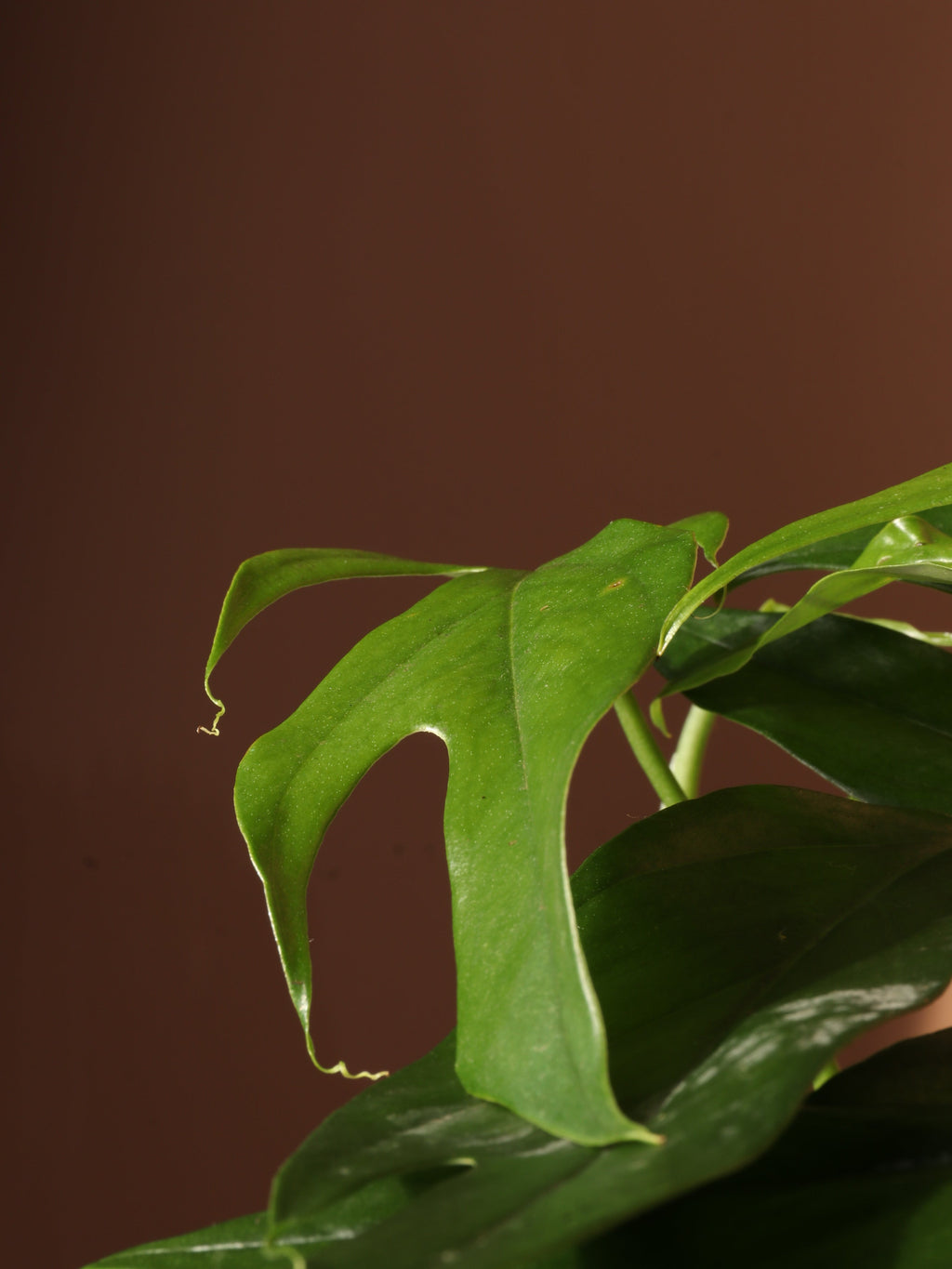 Medium Mini Monstera (rhaphidophora 'tetrasperma')