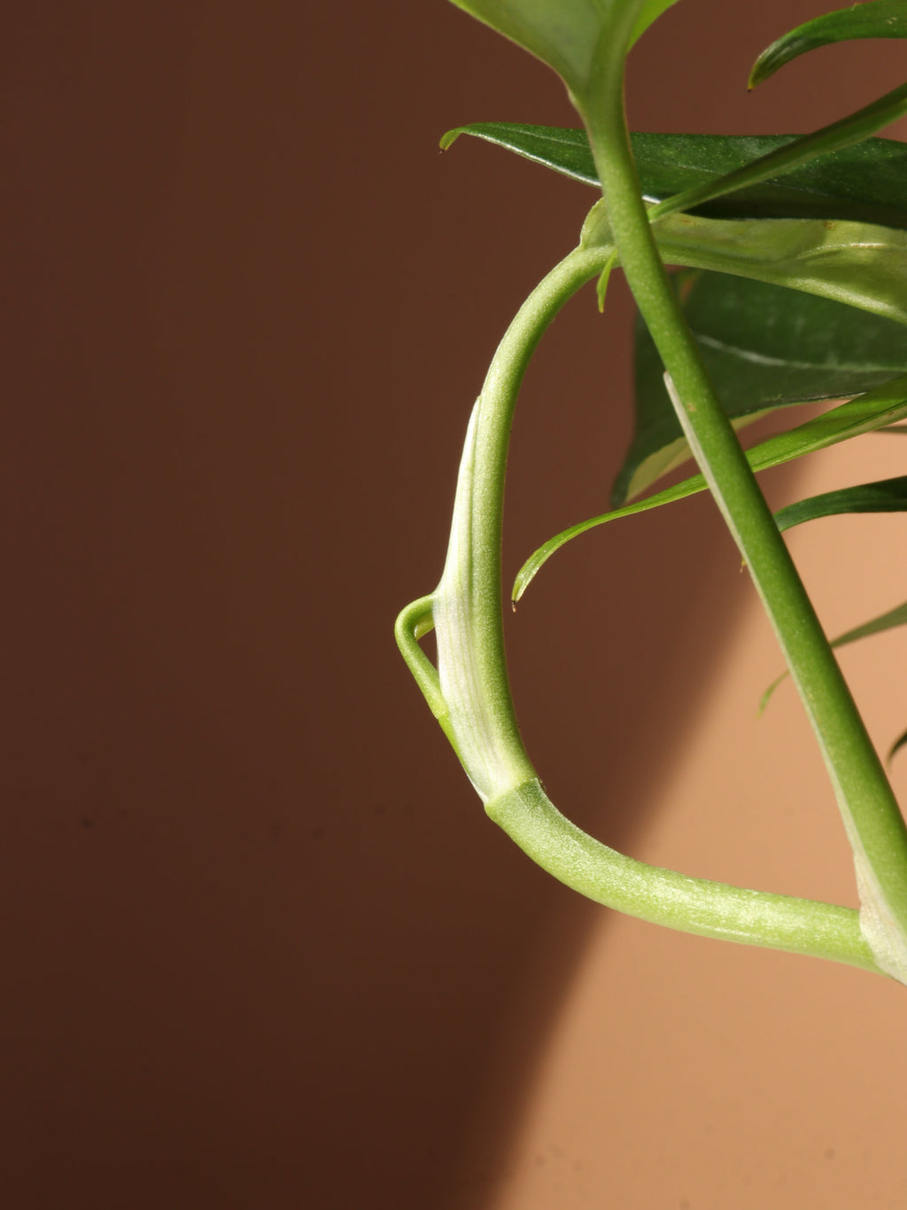 Medium Pothos 'Baltic Blue'
