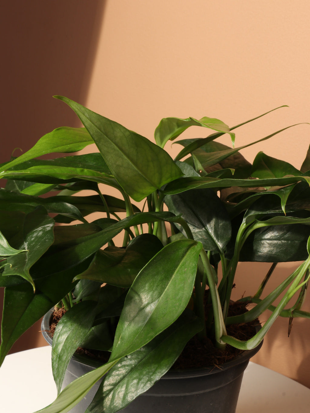 Medium Pothos 'Baltic Blue'