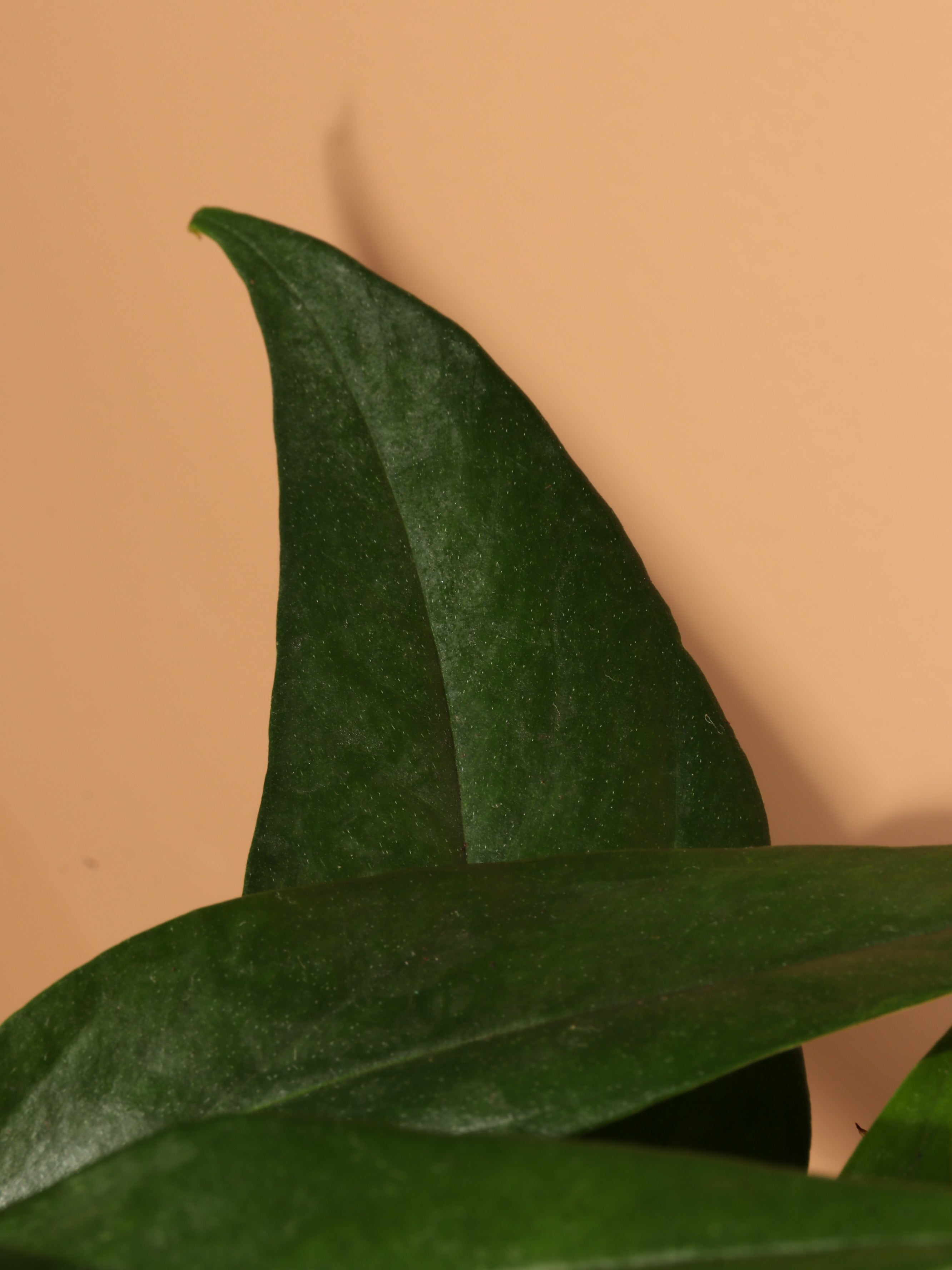 Medium Pothos 'Baltic Blue'