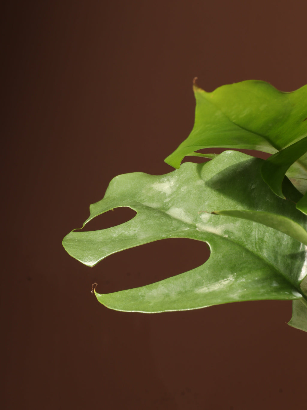 Medium Mini Monstera (rhaphidophora 'tetrasperma')