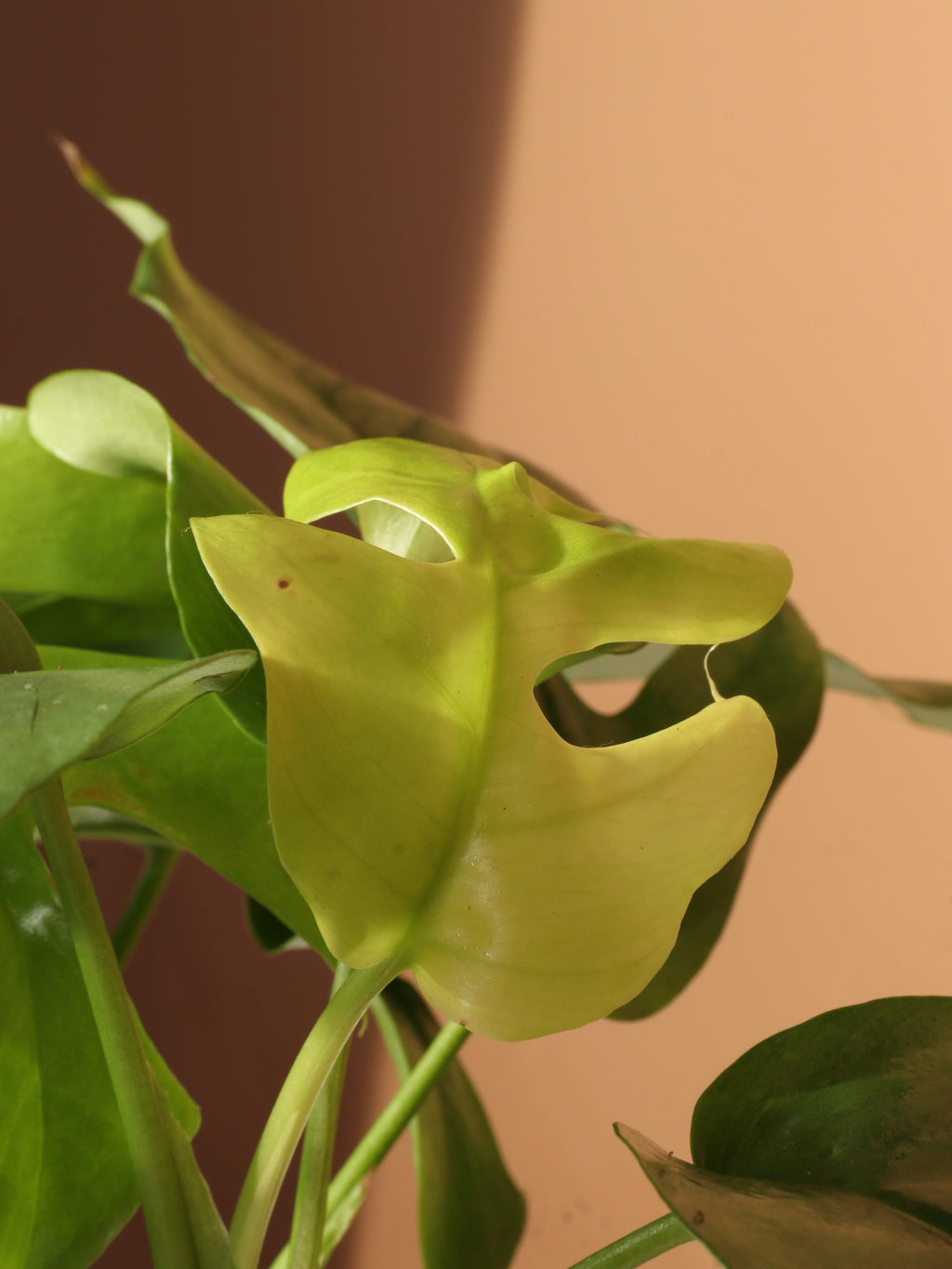 Medium Mini Monstera (rhaphidophora 'tetrasperma')