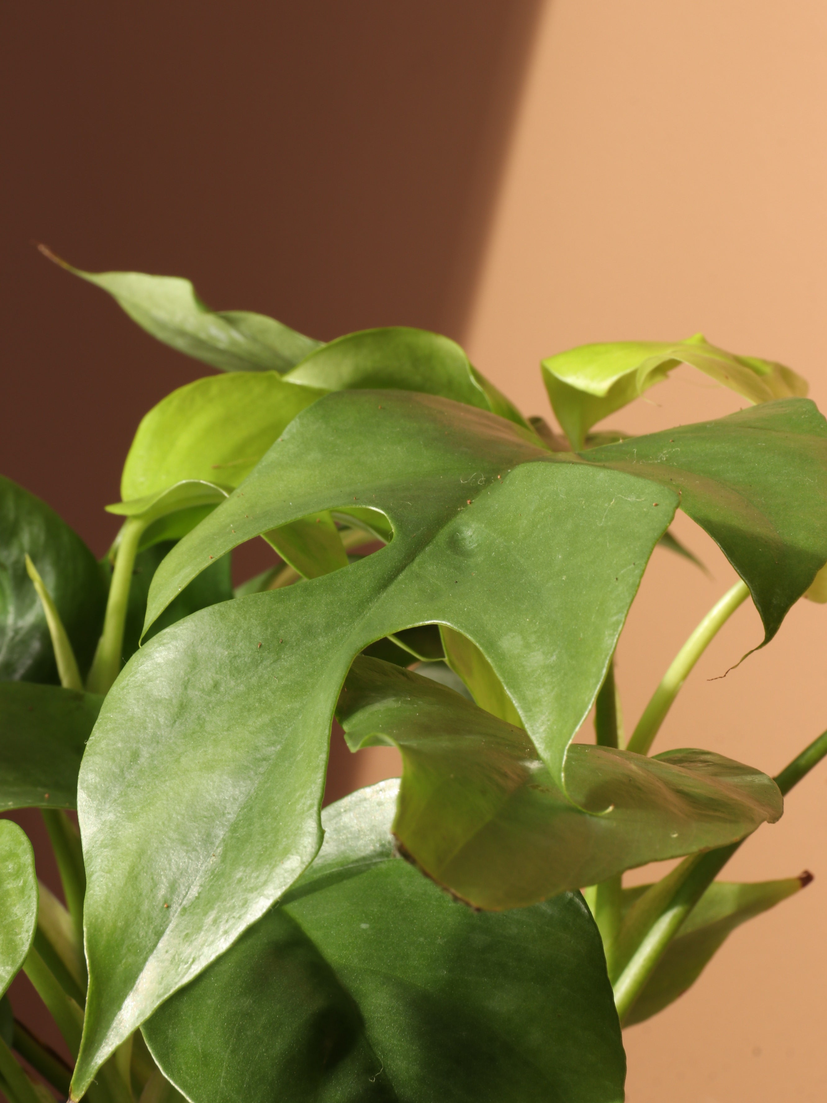 Medium Mini Monstera (rhaphidophora 'tetrasperma')