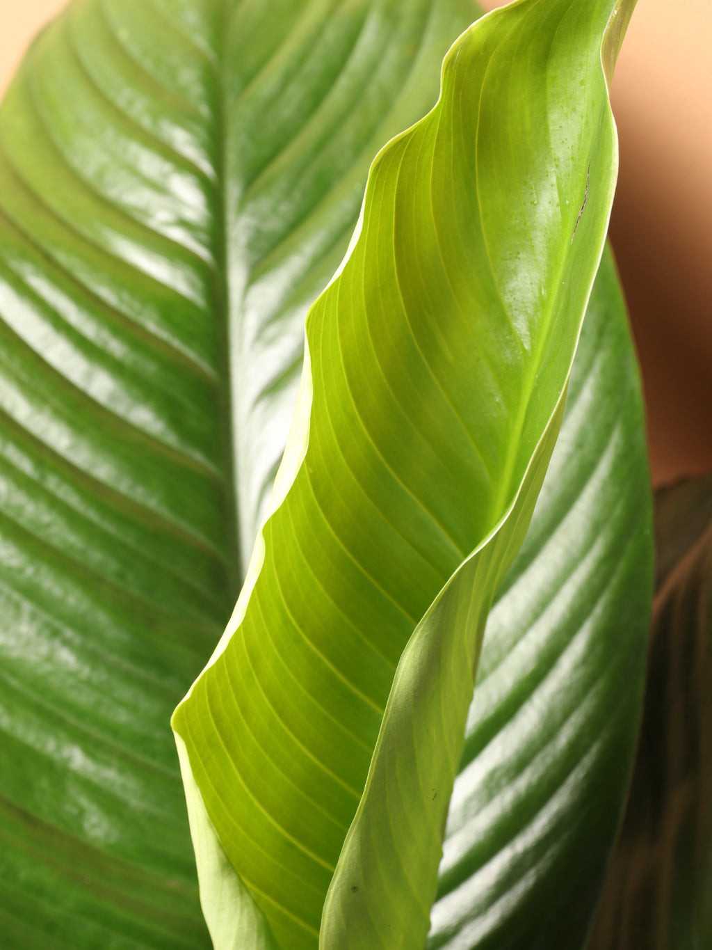 Large Sensation Peace Lily