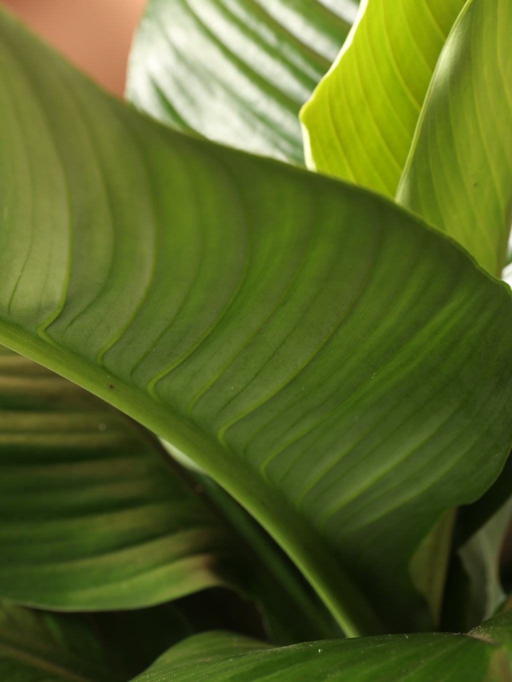Large Sensation Peace Lily