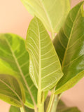 Extra Large Ficus Altissima Std