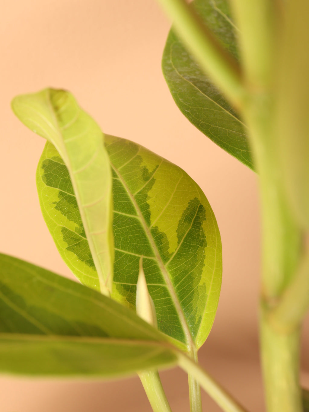 Extra Large Ficus Altissima Std