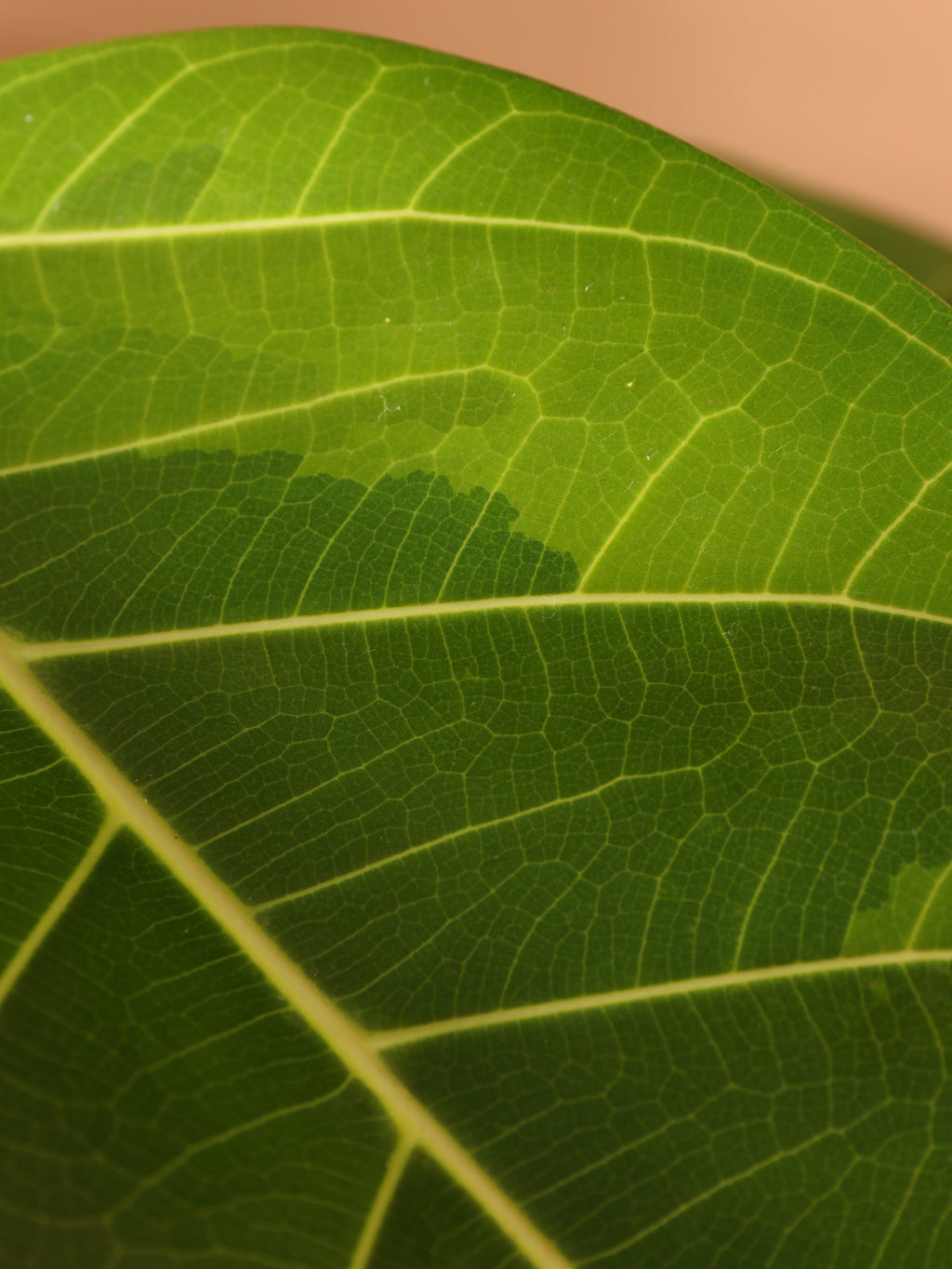 Extra Large Ficus Altissima Std