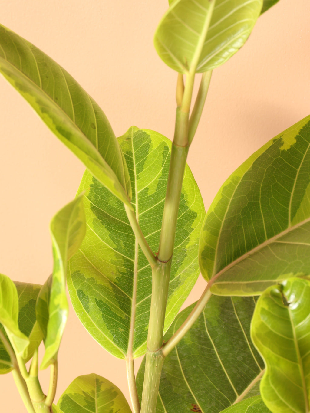 Extra Large Ficus Altissima Std