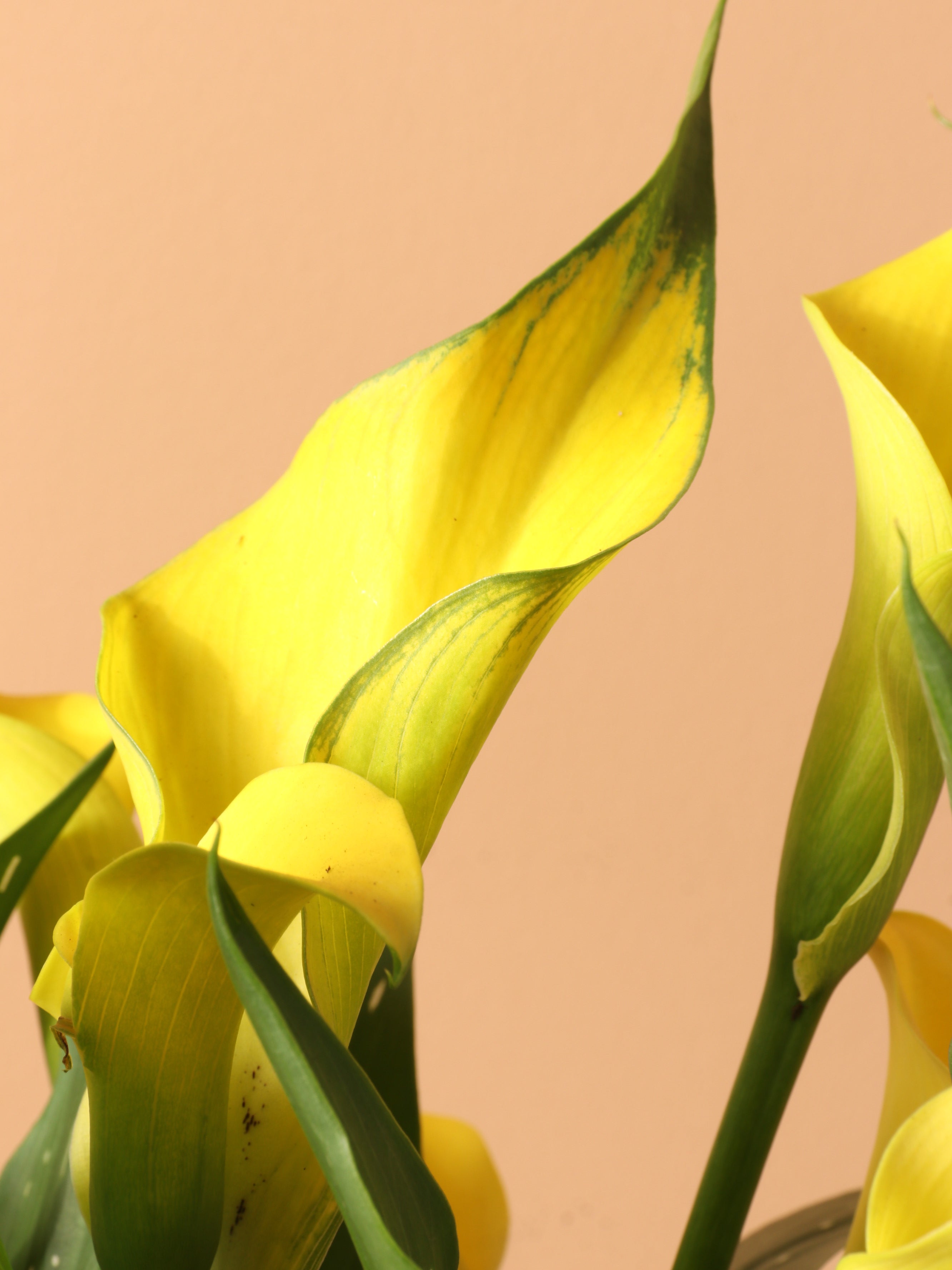 Medium Calla Lily Yellow