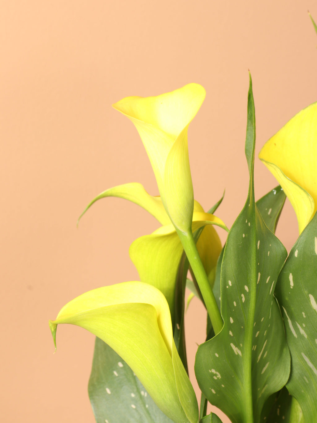 Medium Calla Lily Yellow