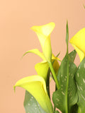 Medium Calla Lily Yellow