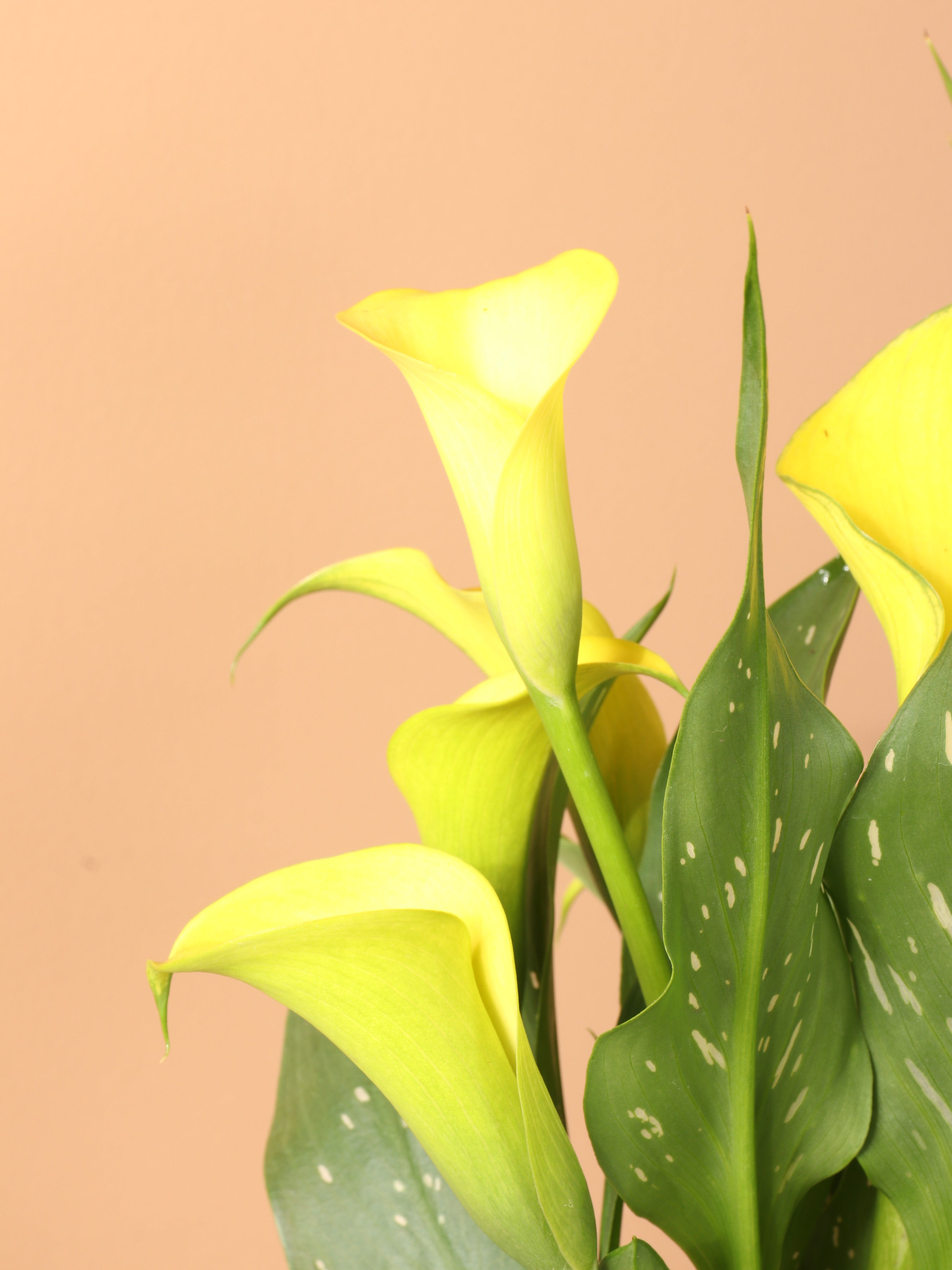 Medium Calla Lily Yellow
