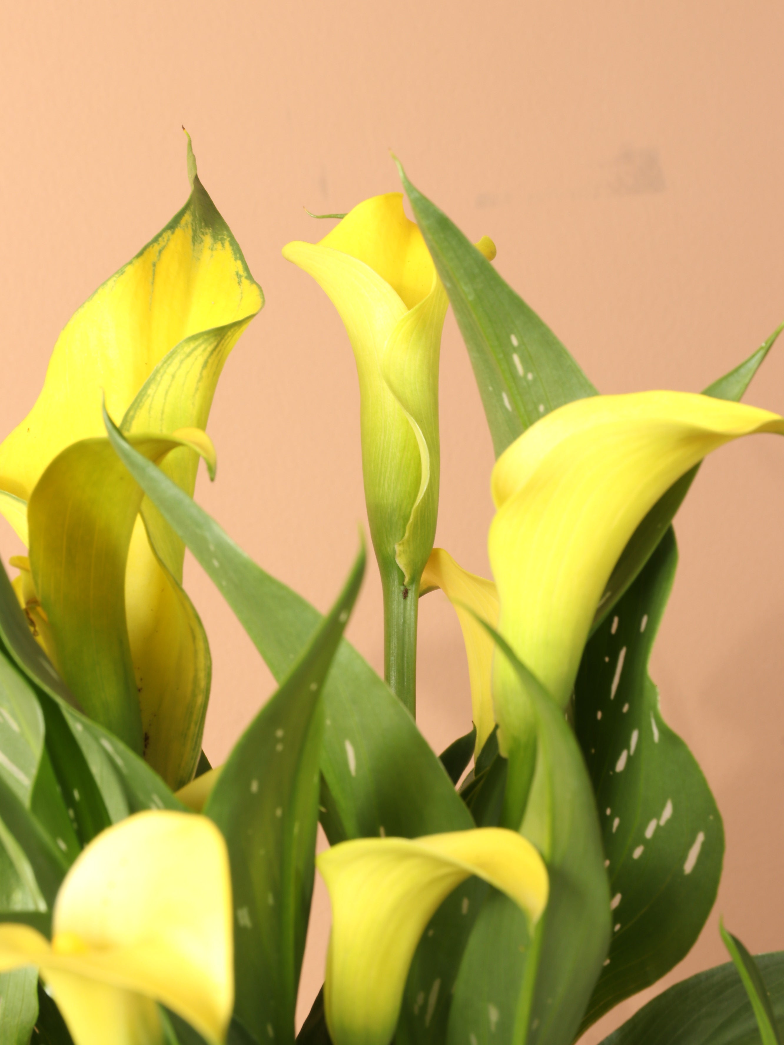 Medium Calla Lily Yellow
