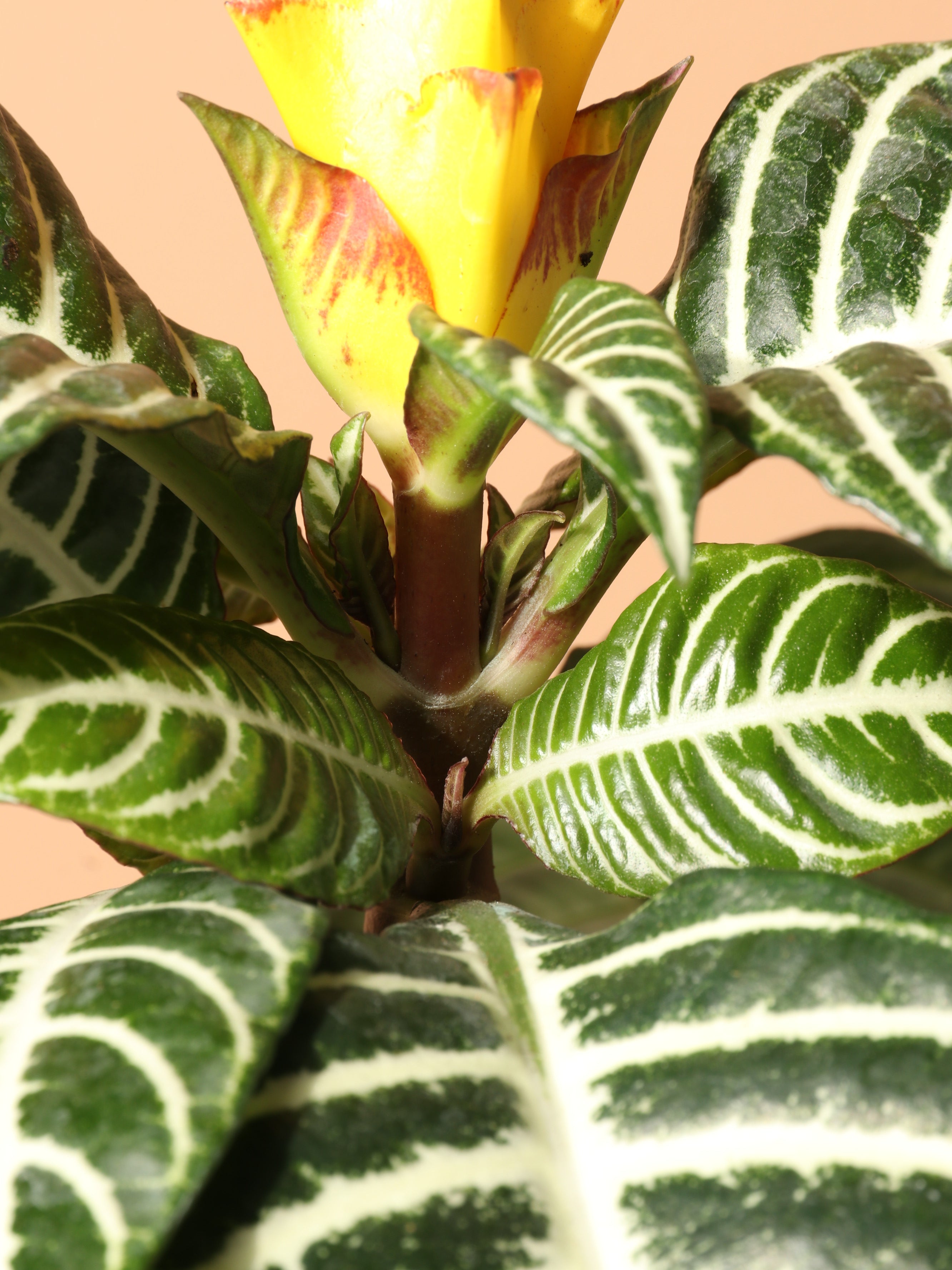 Medium Zebra Plant