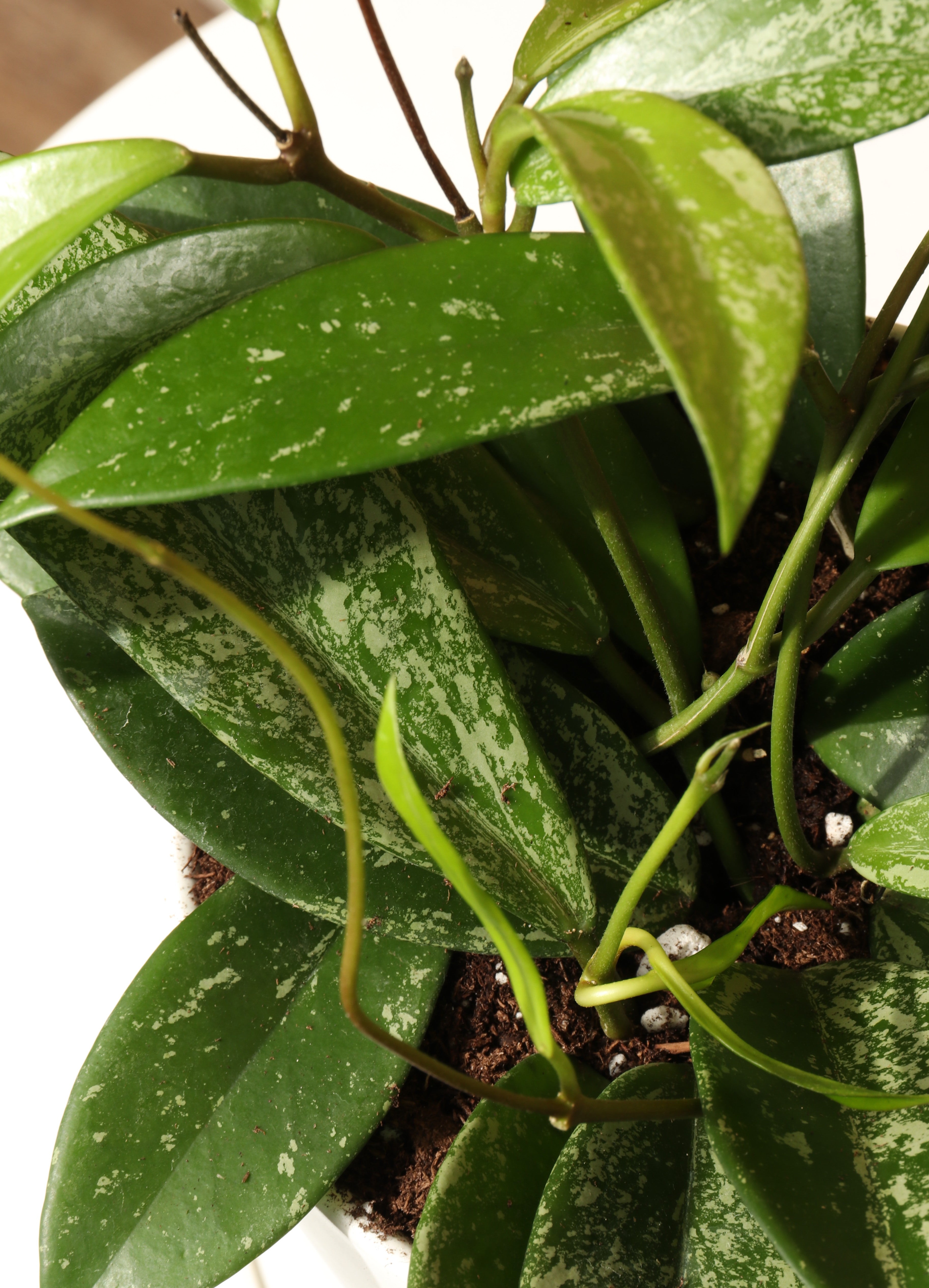 Medium Hoya 'Splash'