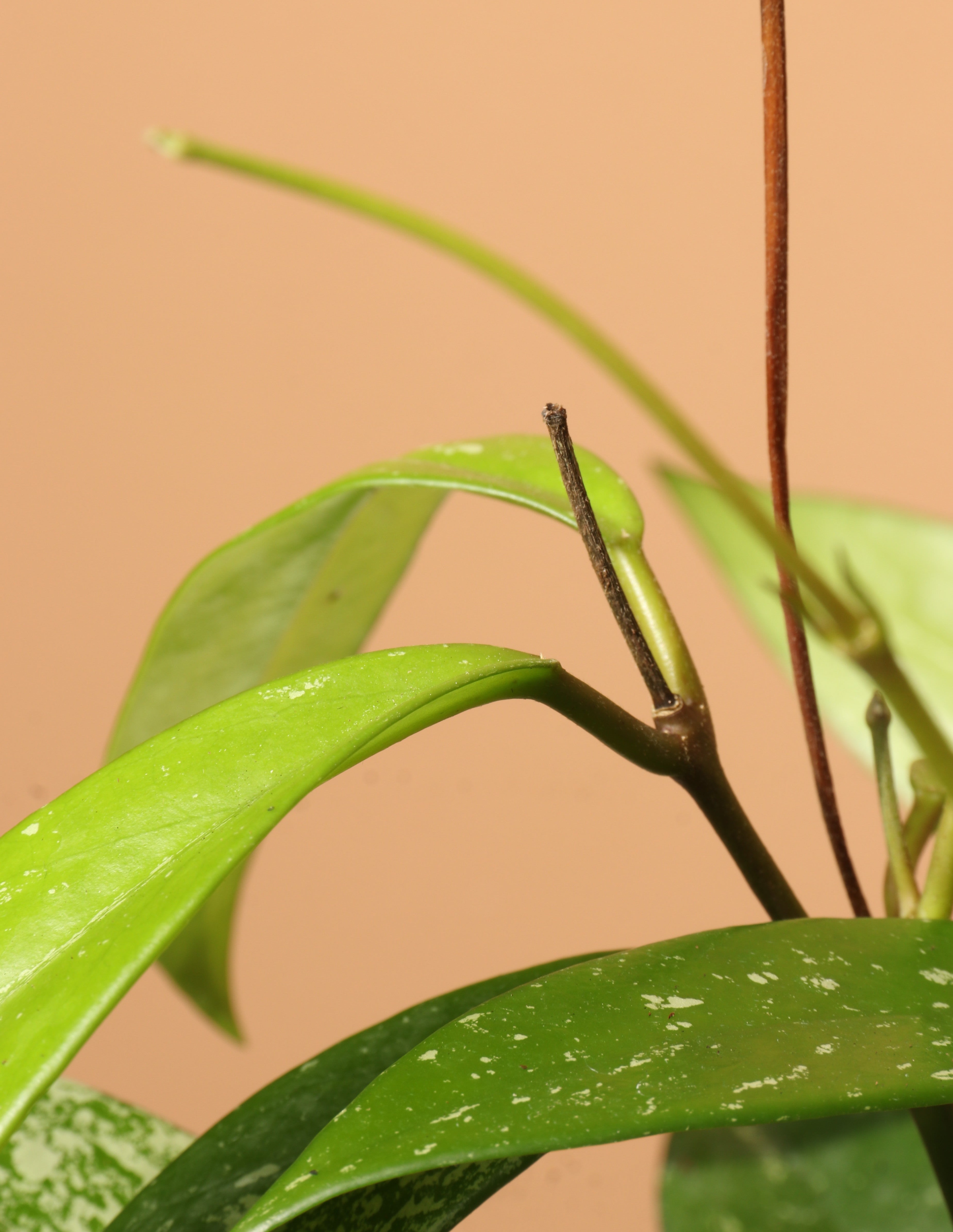 Medium Hoya 'Splash'