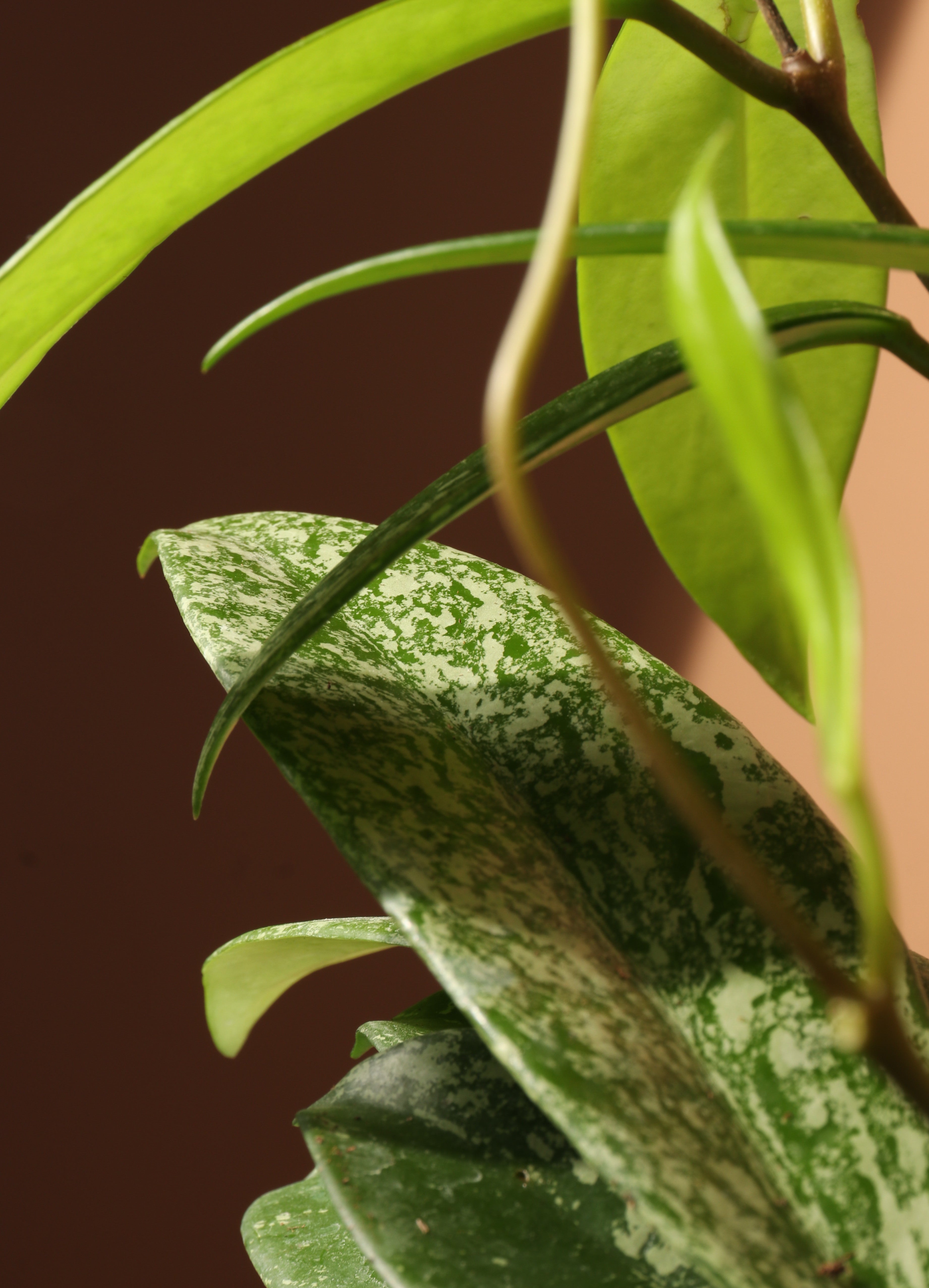 Medium Hoya 'Splash'