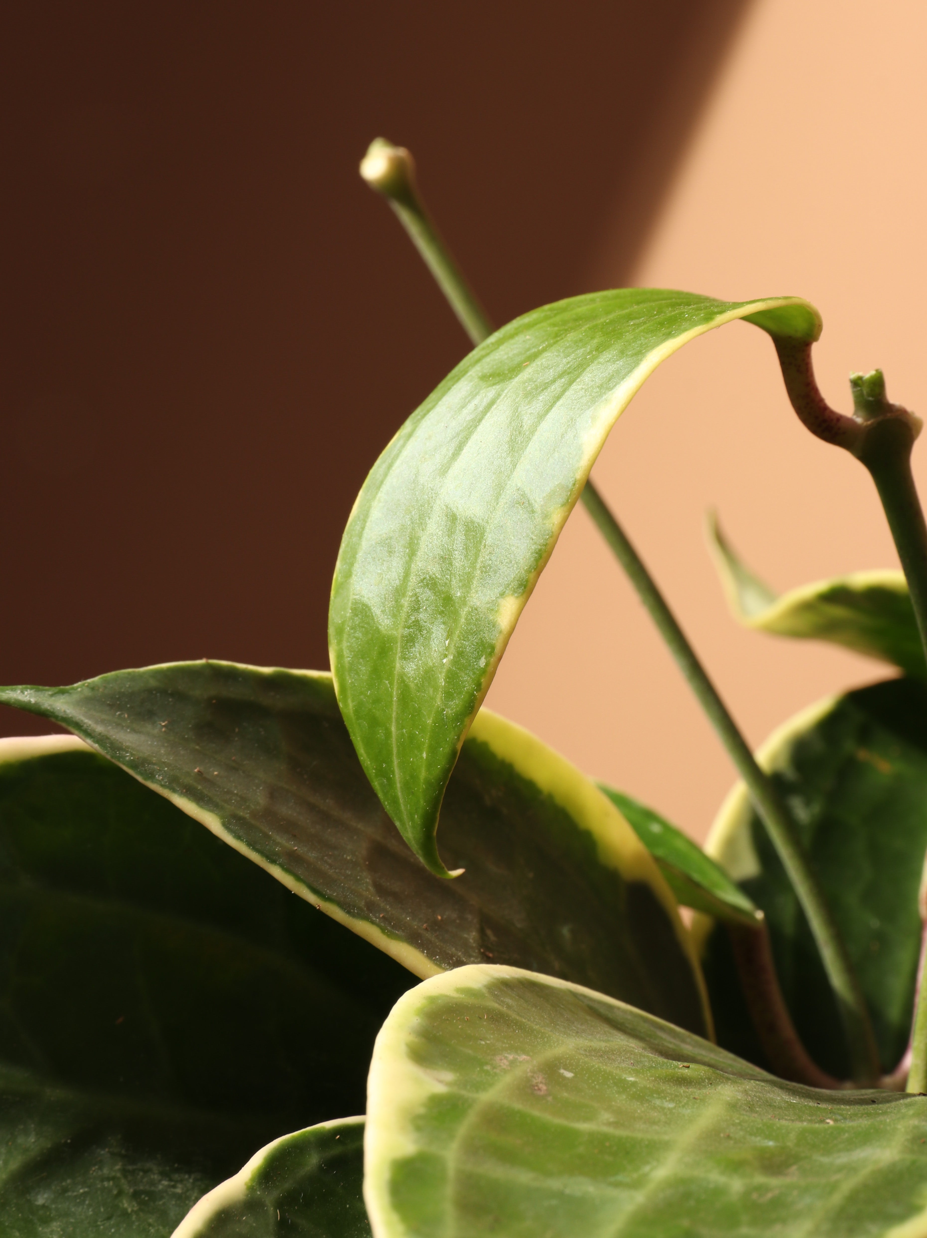 Medium Hoya Variegata