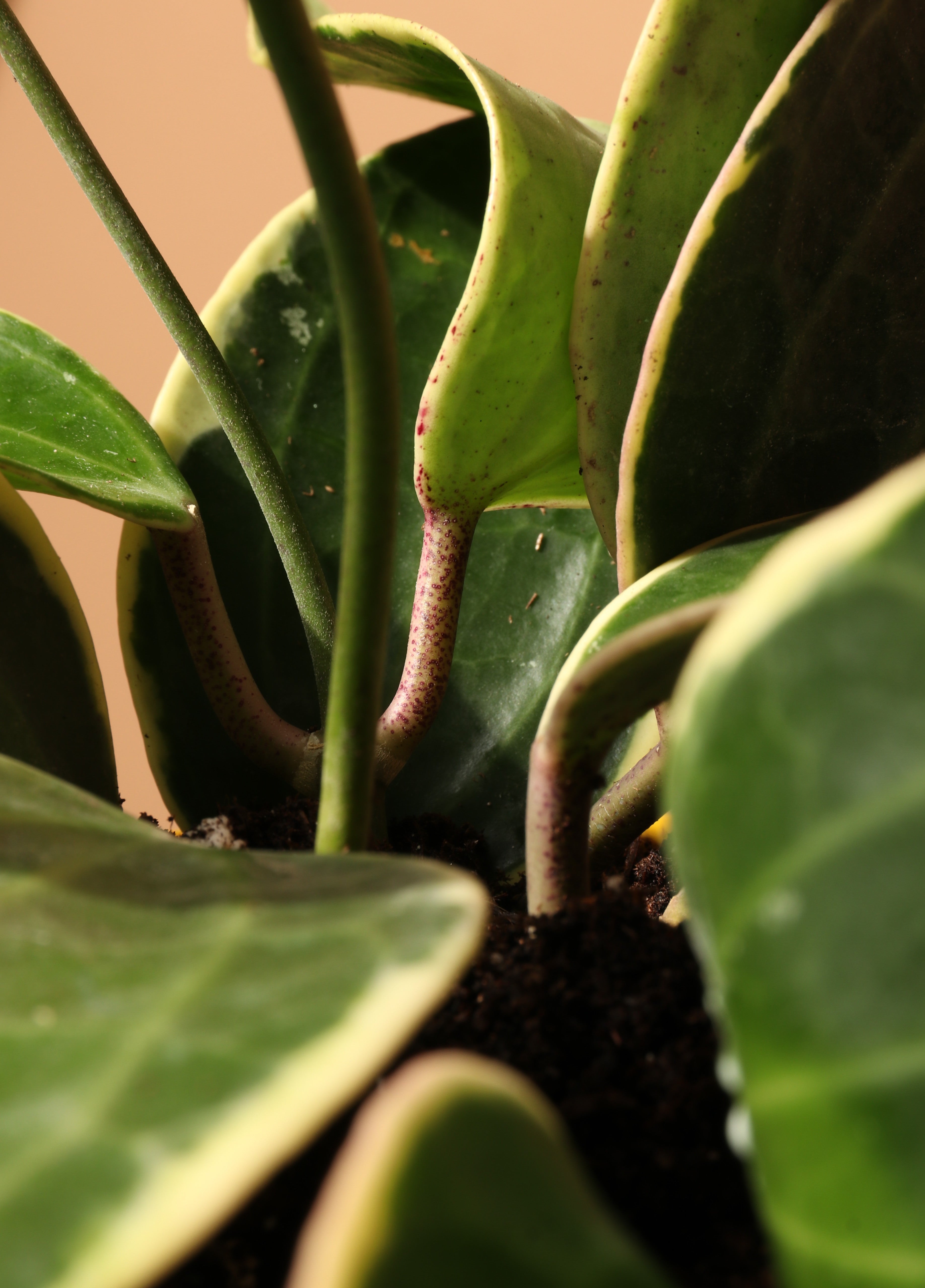 Medium Hoya Variegata