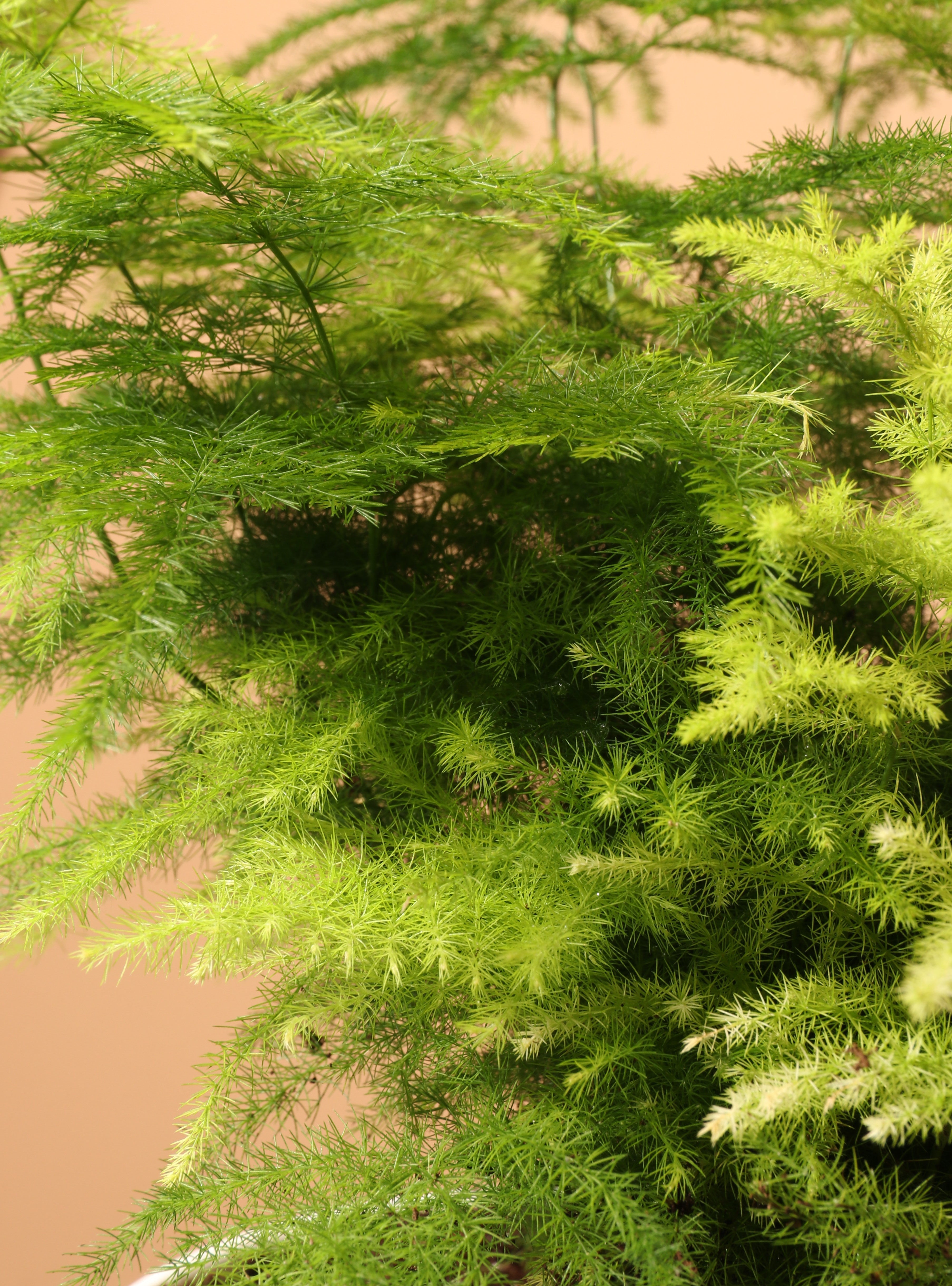 Medium Plumosa Fern