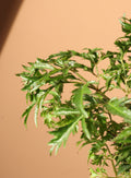 Medium Ming Aralia