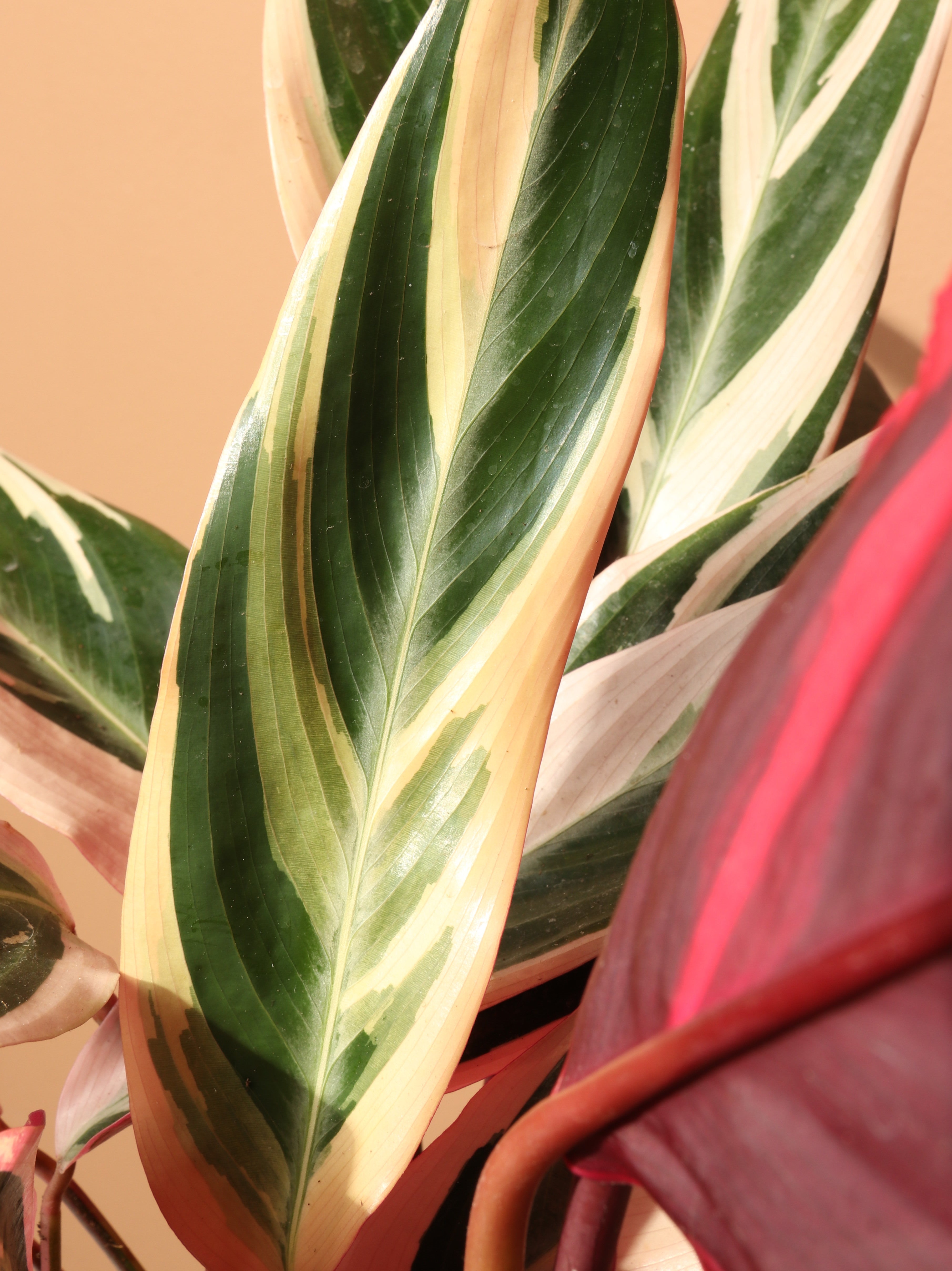 Medium Tricolor Prayer Plant