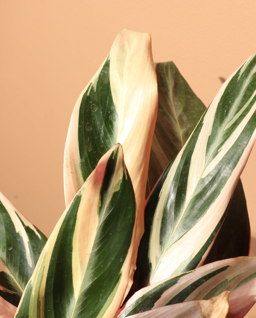 Medium Tricolor Prayer Plant