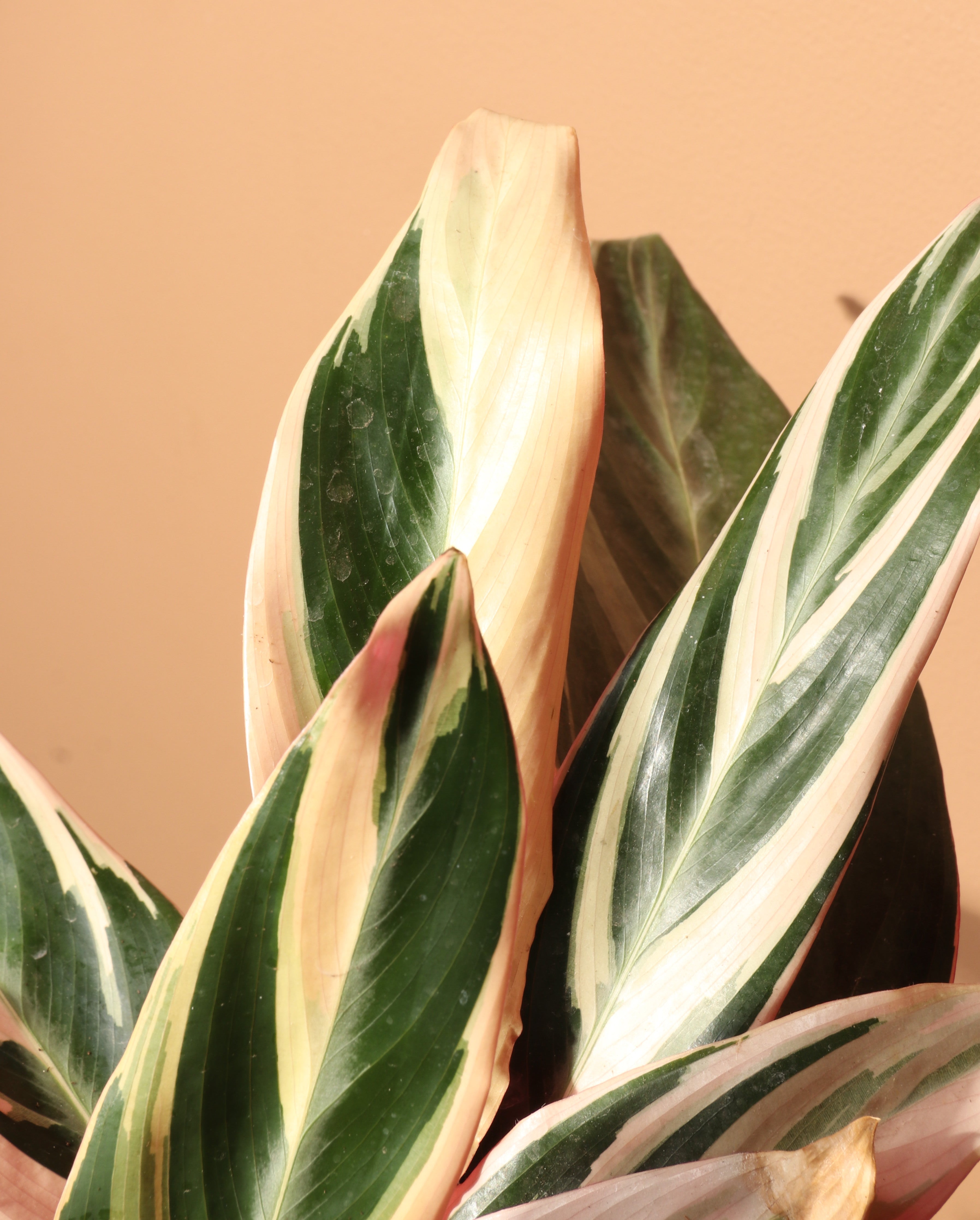 Medium Tricolor Prayer Plant